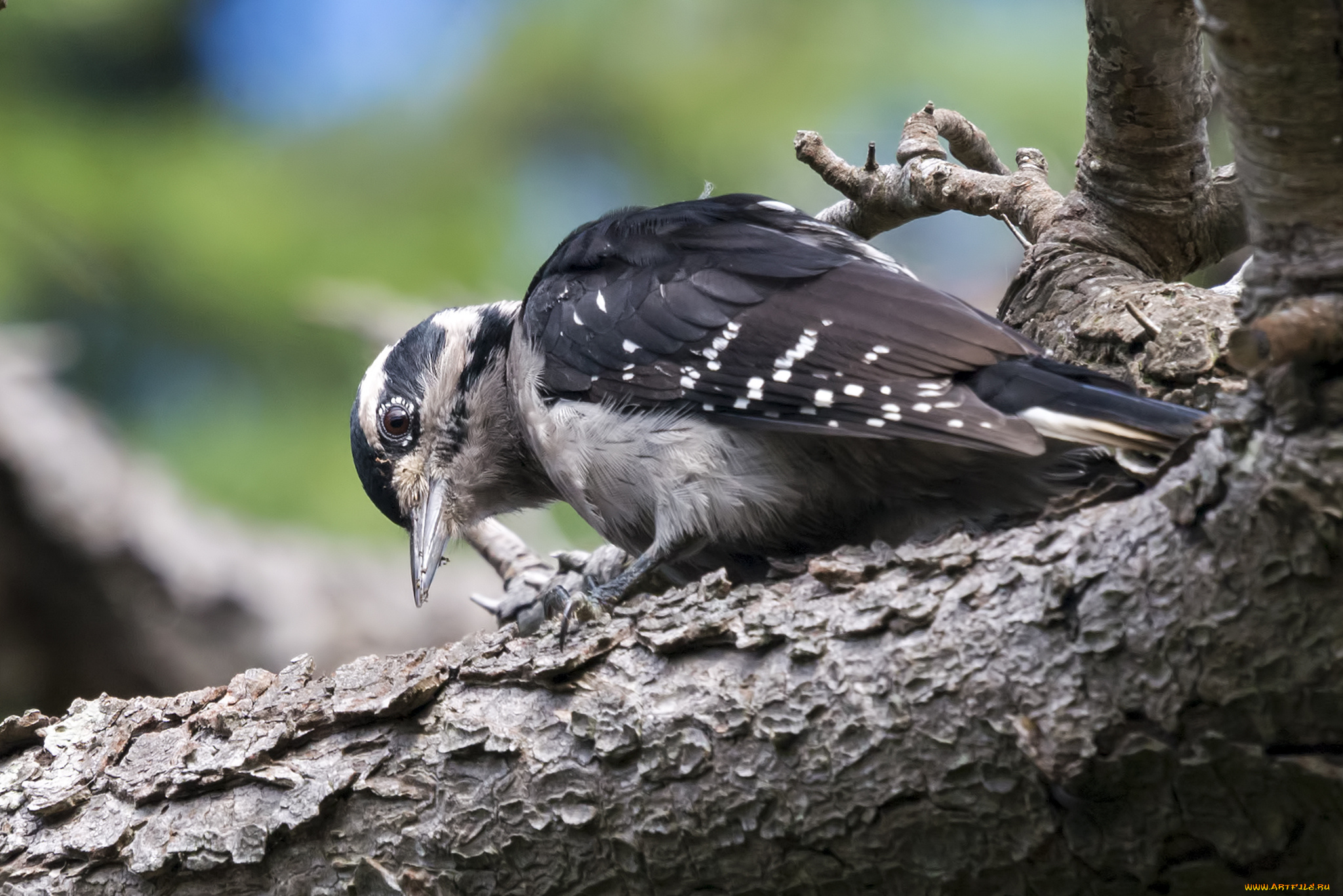 животные, дятлы, дятел
