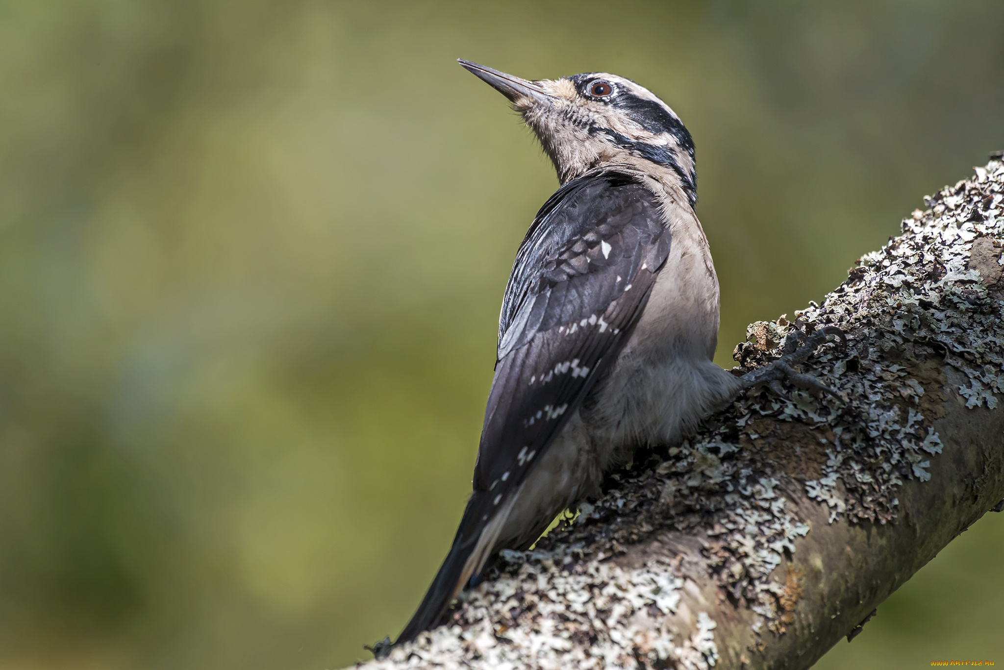 животные, дятлы, птичка