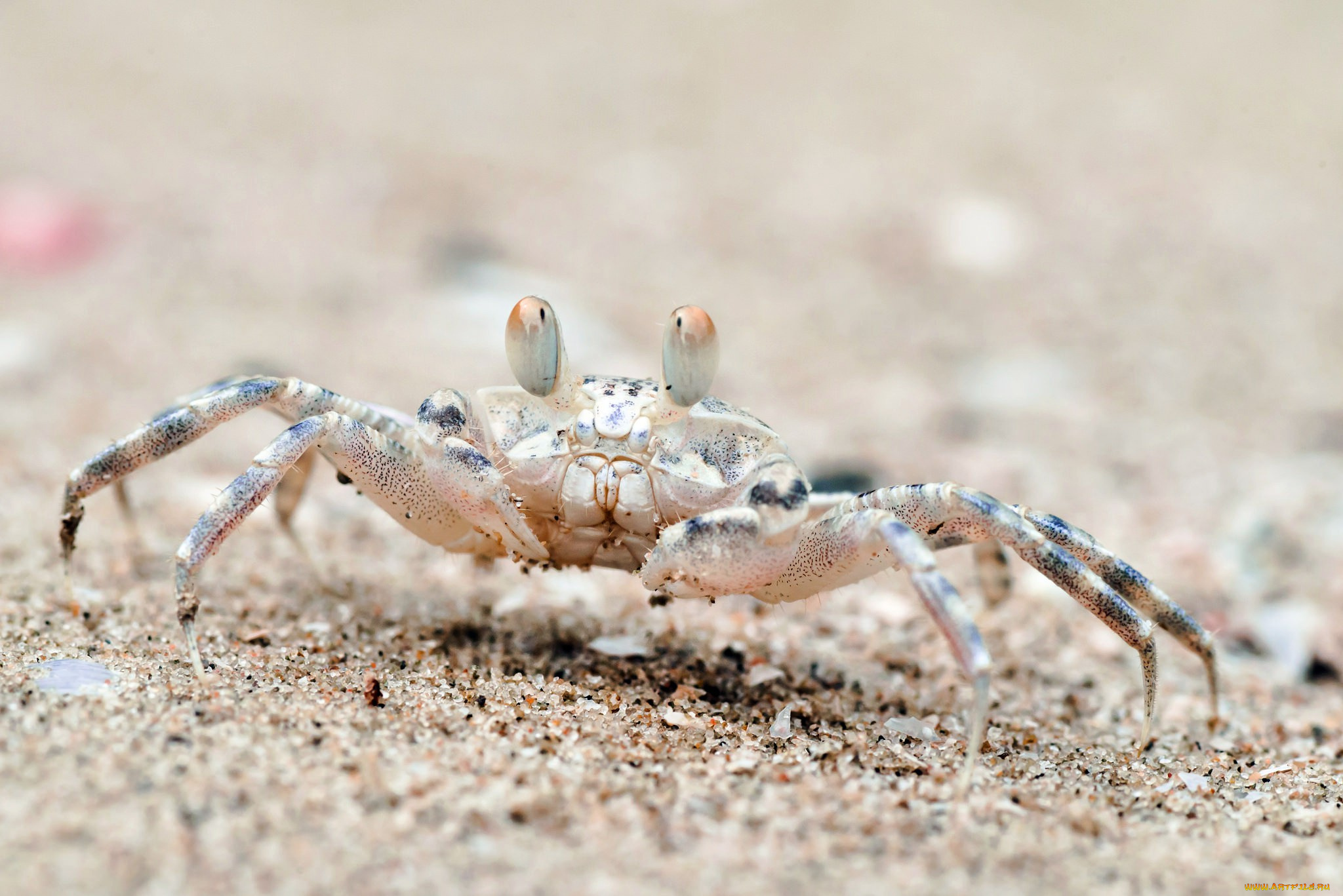 животные, крабы, , раки, крабик