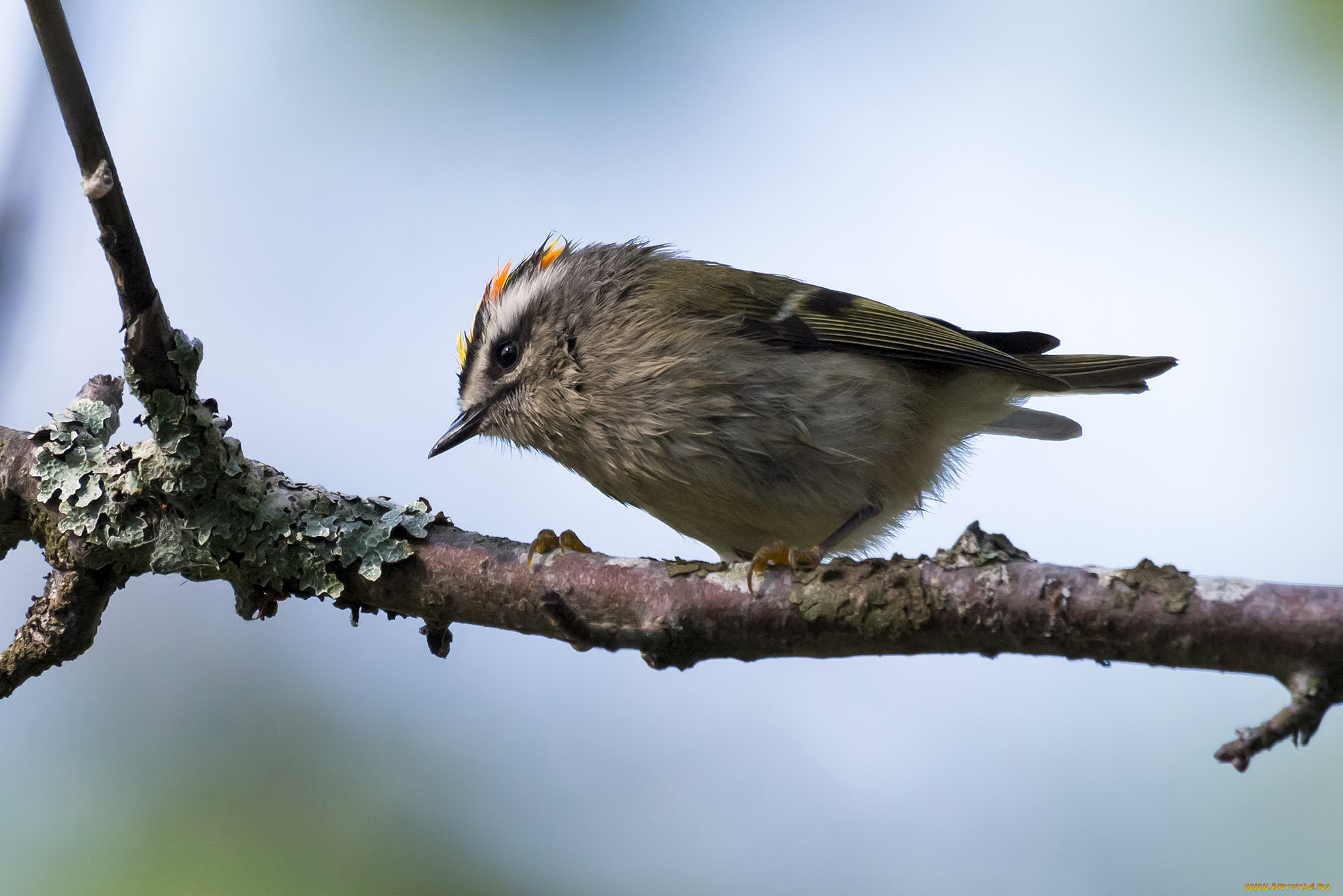 животные, птицы, птичка