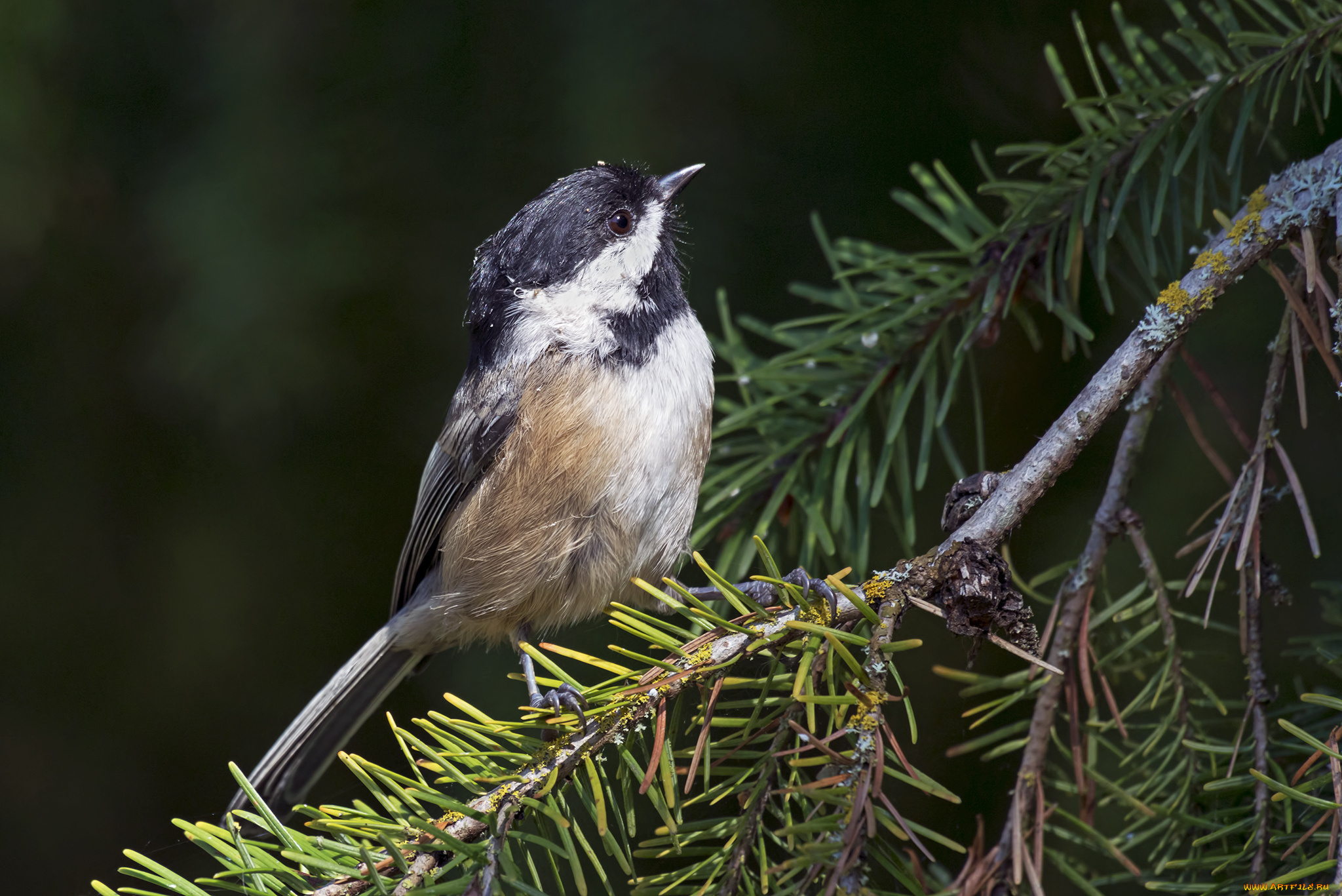 животные, птицы, птичка