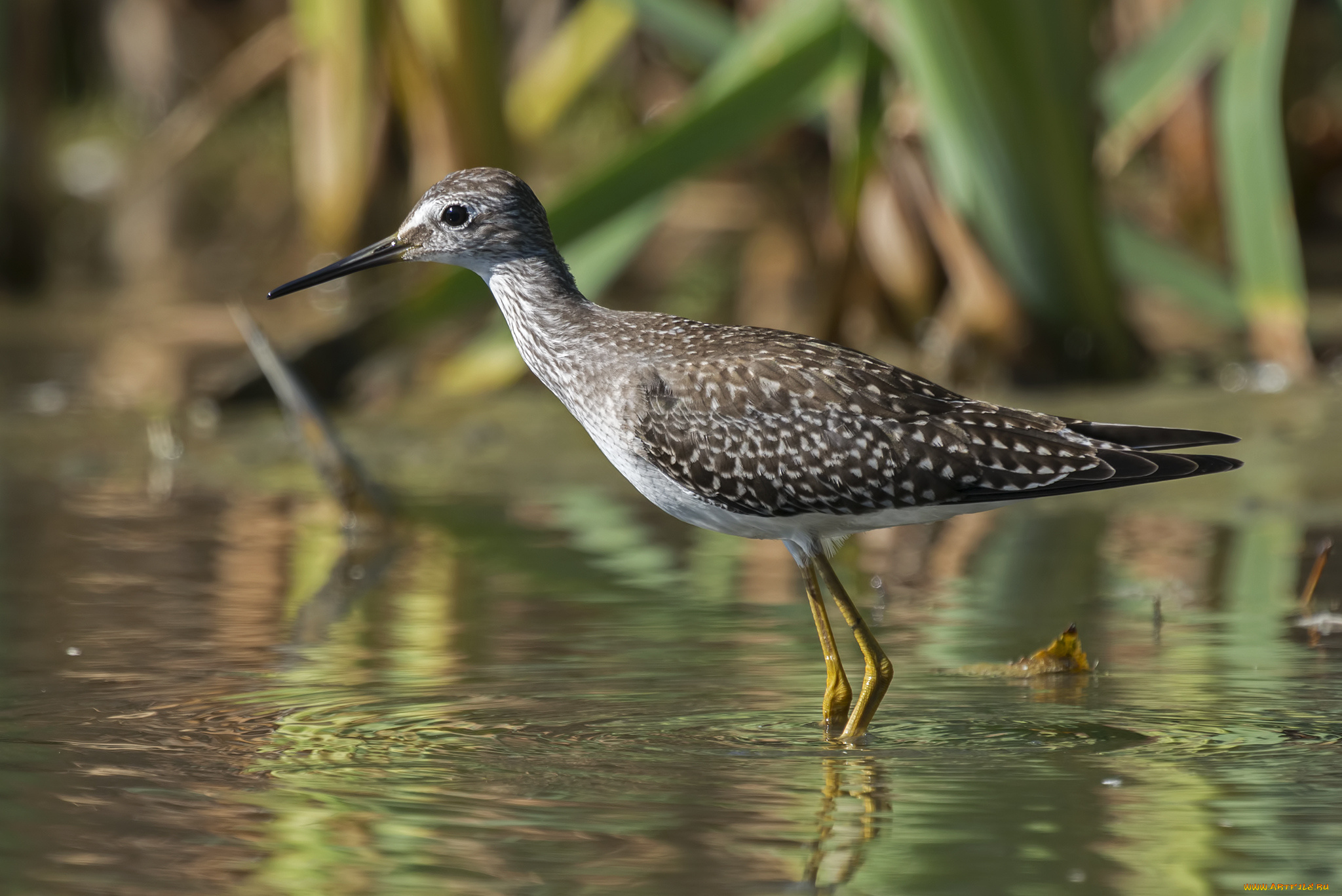животные, птицы, вода, птица