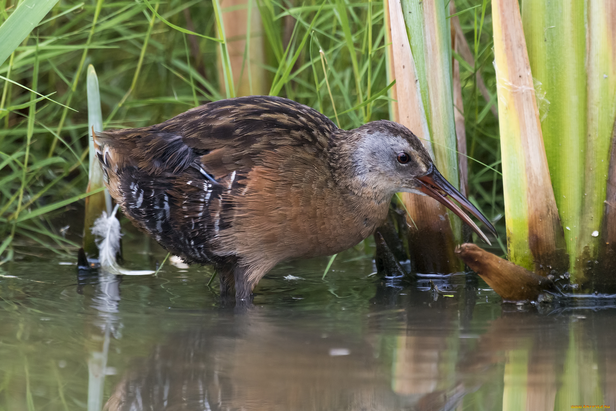 животные, птицы, вода, птица