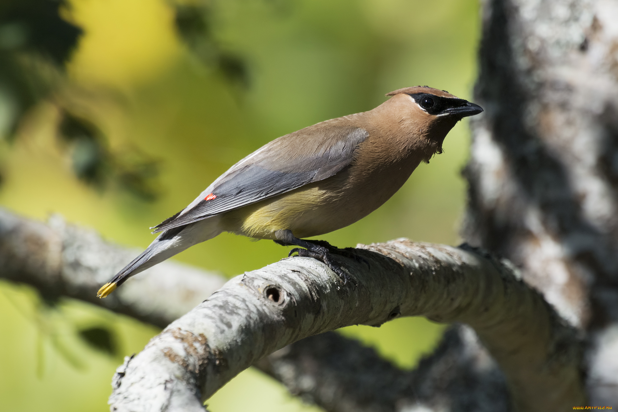 животные, свиристели, дрозд, рябинник