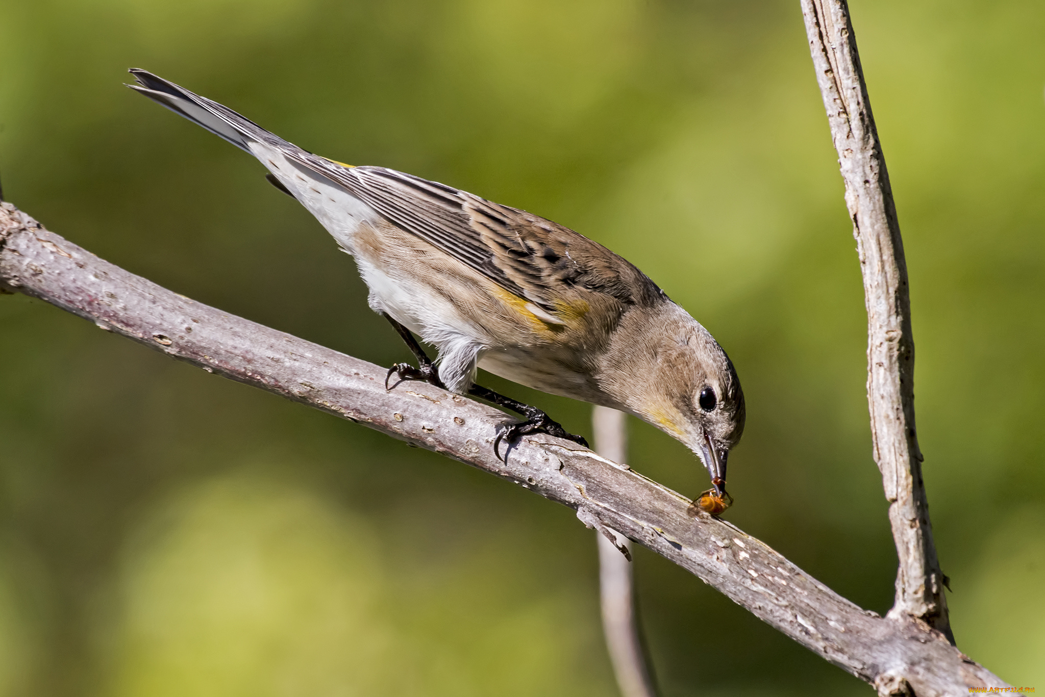 животные, воробьи, птичка