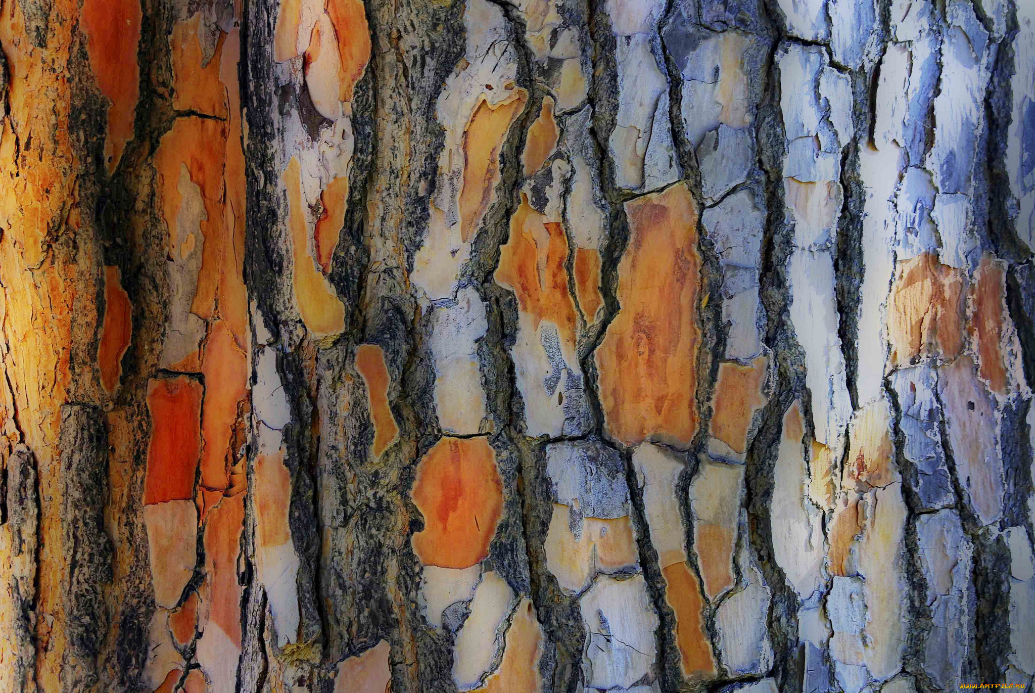 разное, текстуры, ствол, дерево, кора
