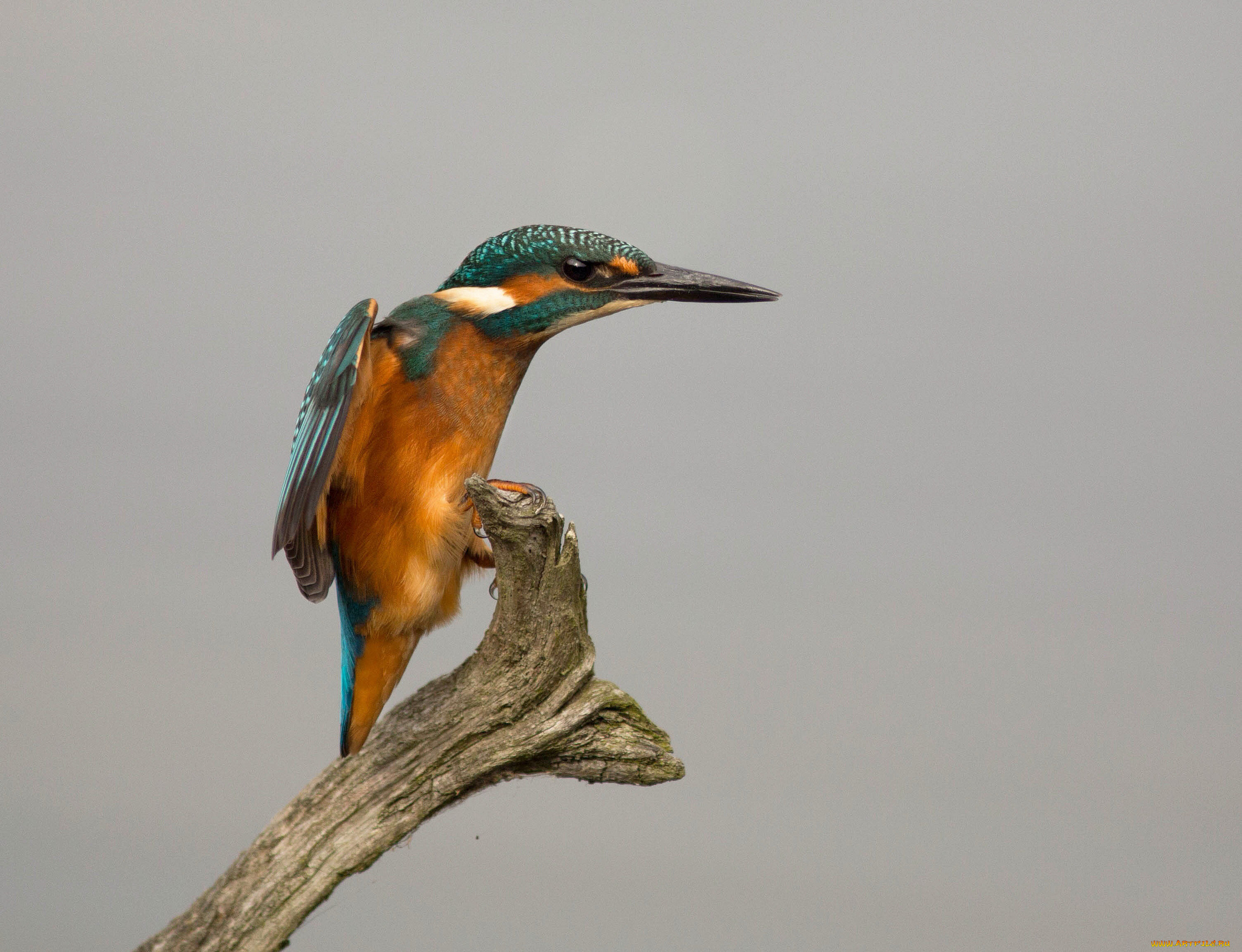 животные, зимородки, рыболов