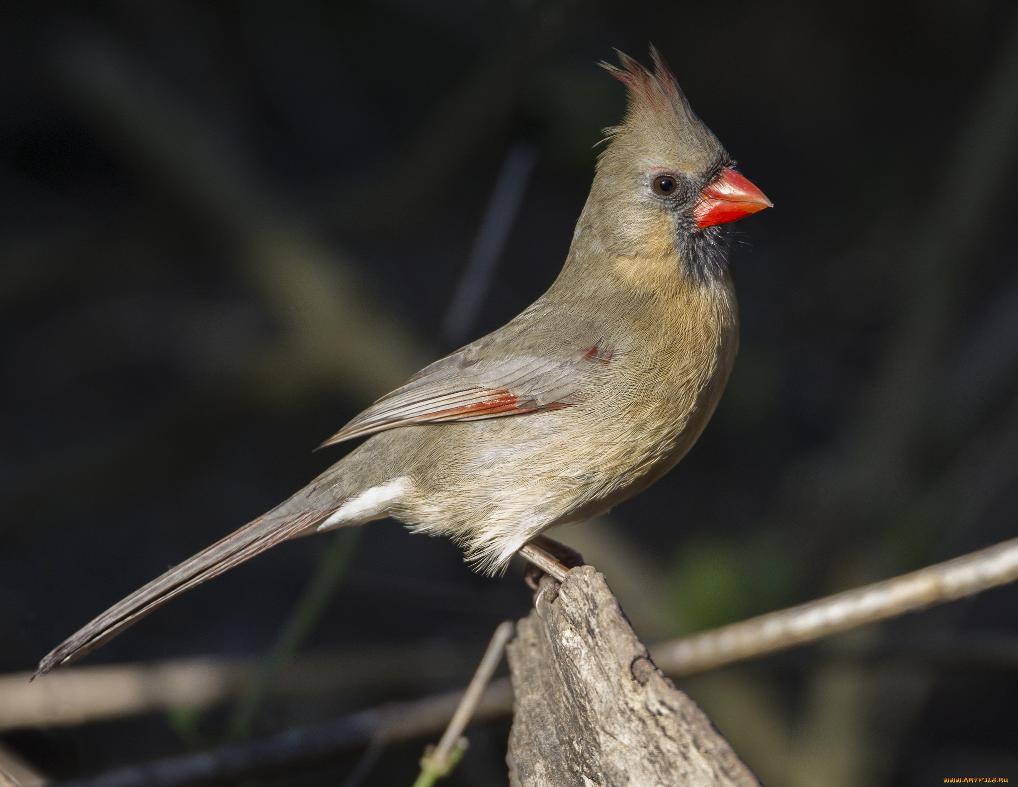 животные, птицы, птичка