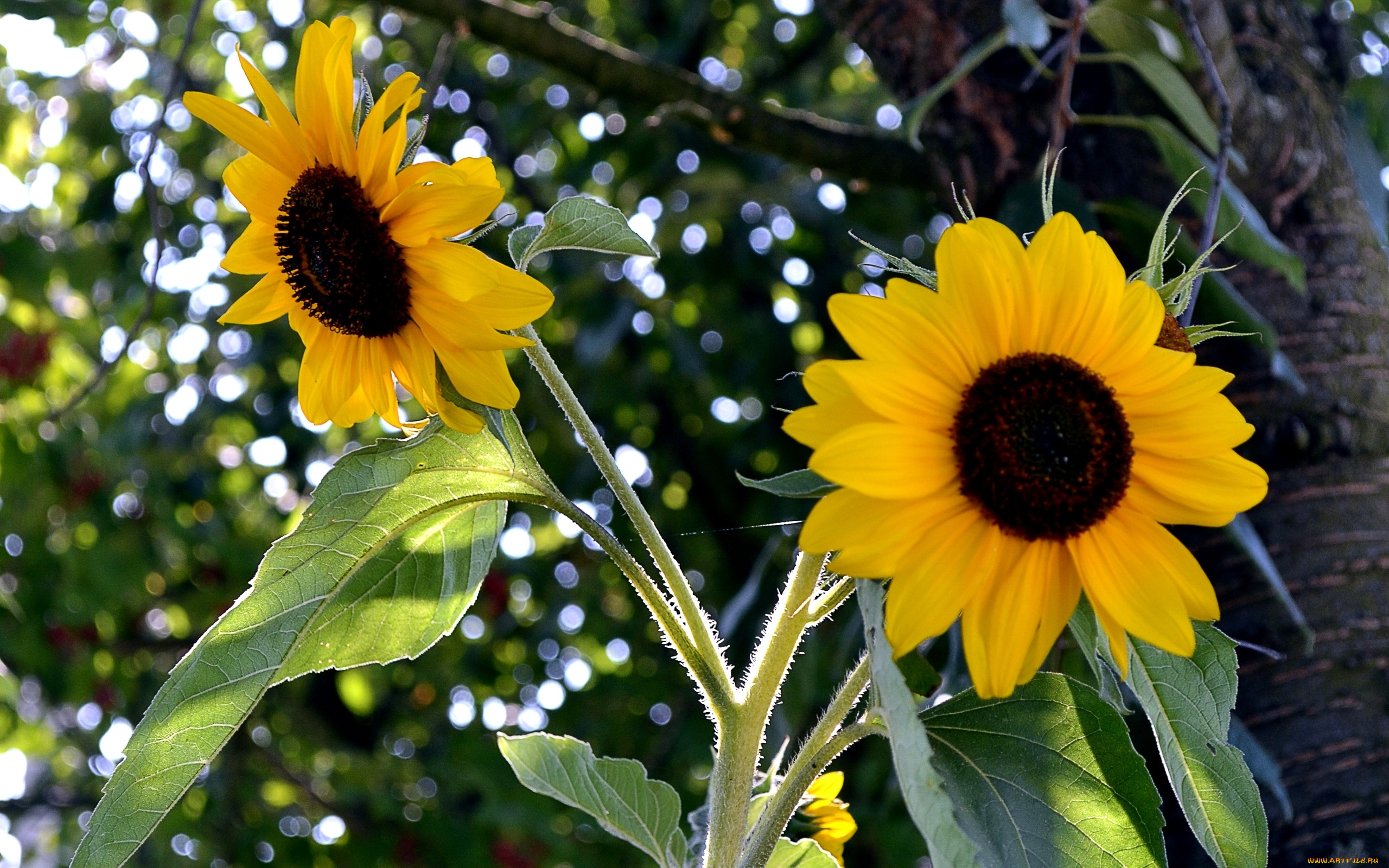 цветы, подсолнухи, лепестки