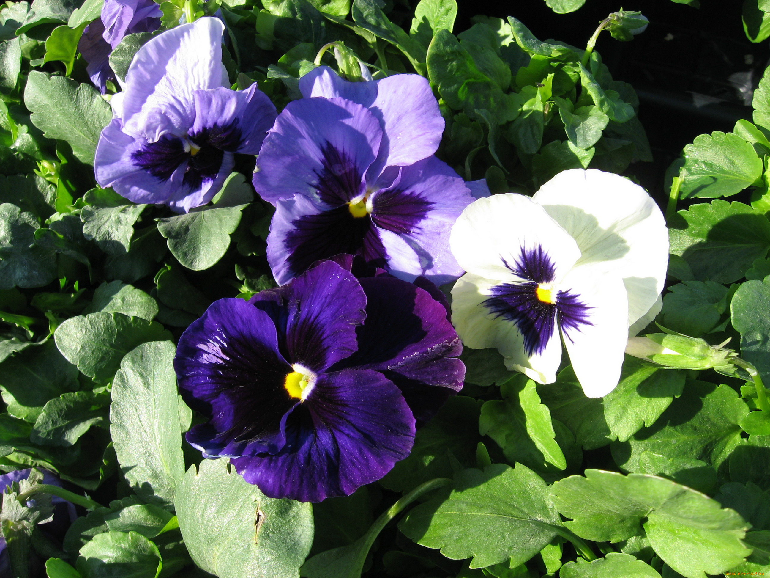 цветы, анютины, глазки, , садовые, фиалки, глазки, анютины, фиалки