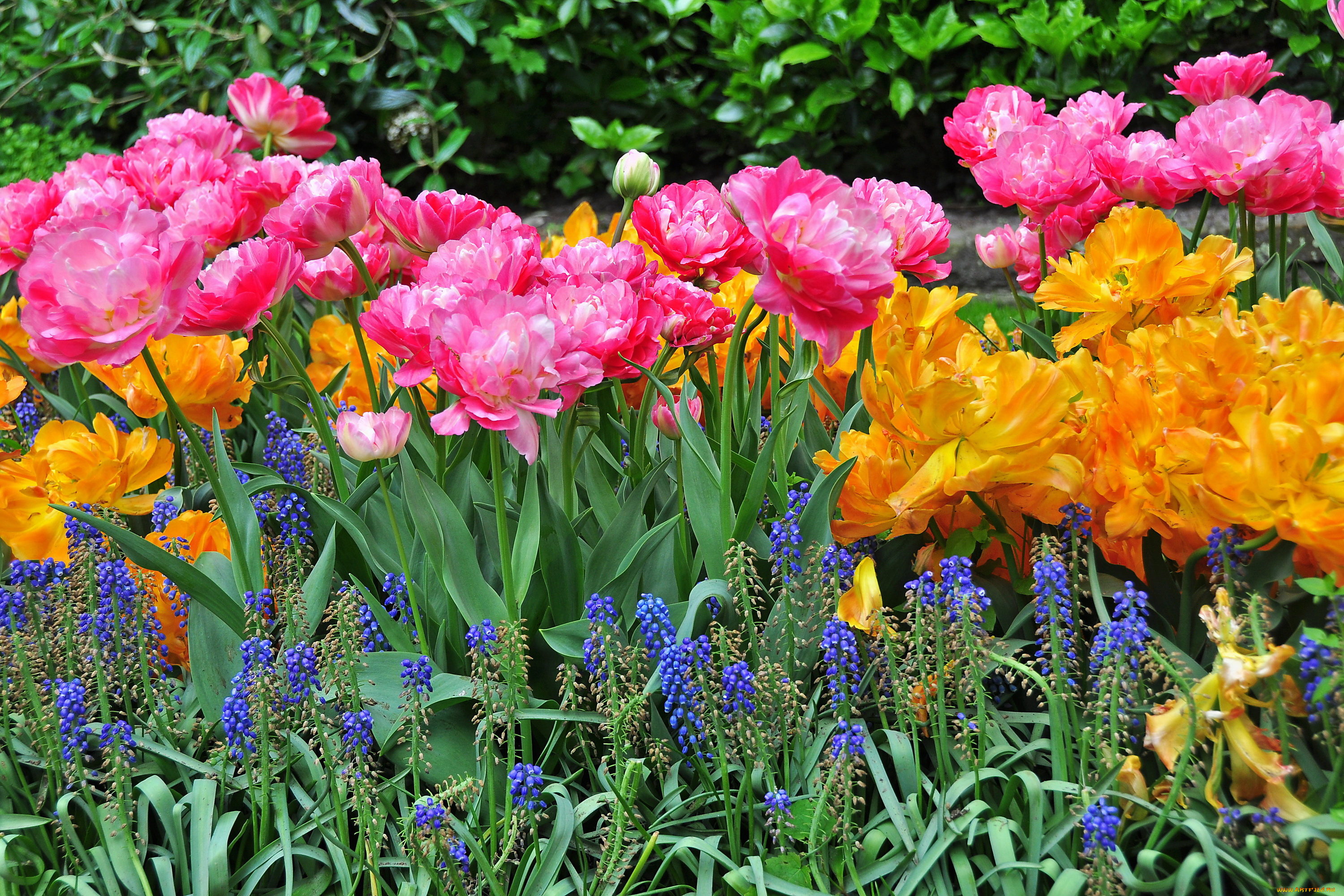 цветы, разные, вместе, тюльпаны, люпин, много