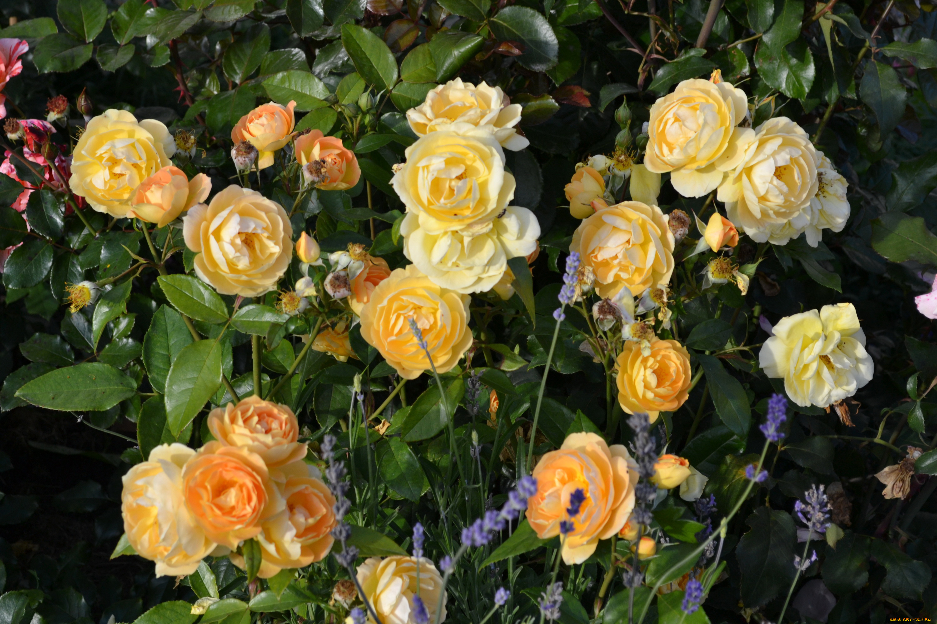 цветы, розы, куст, кремовые