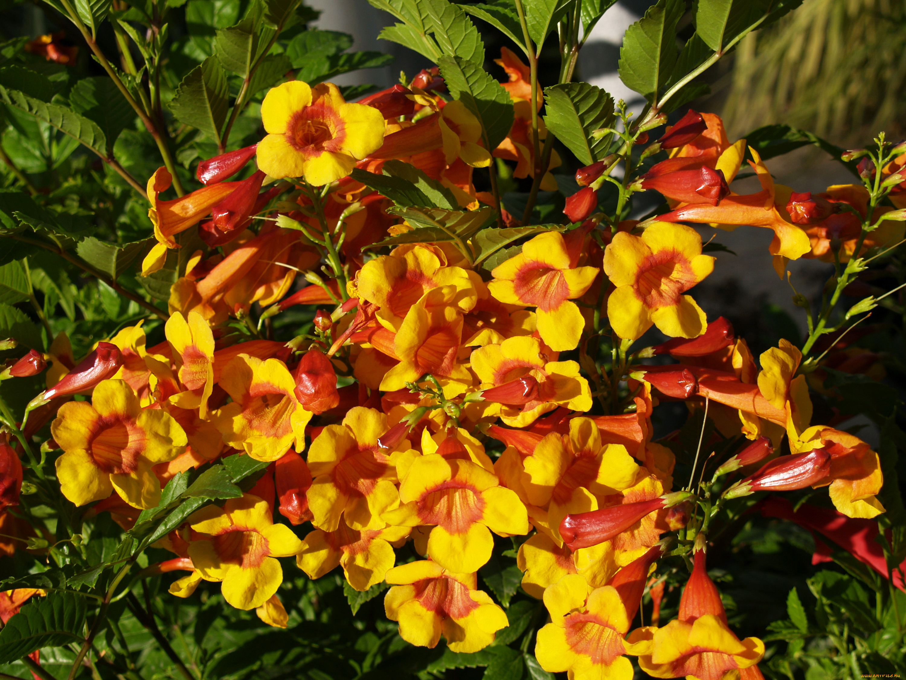 цветы, кампсис, , текома, кампсис, много
