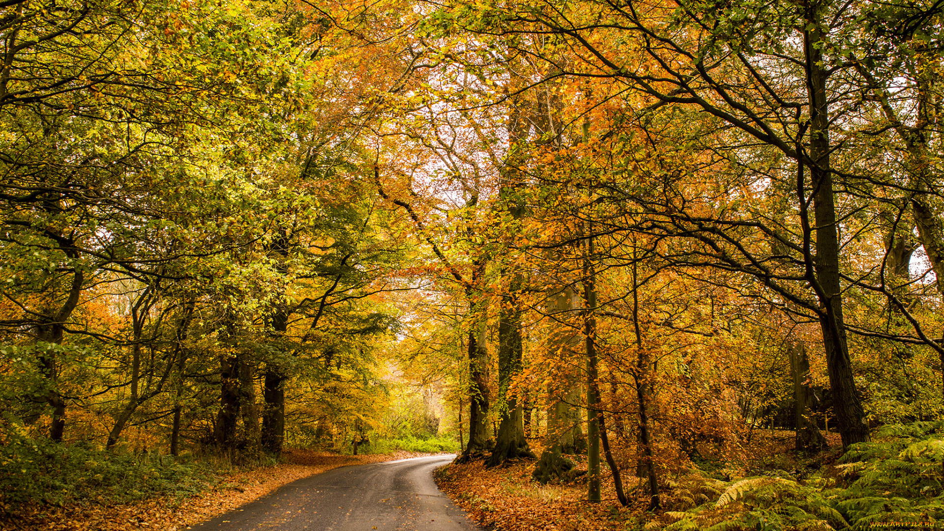 природа, дороги, дорога, лес