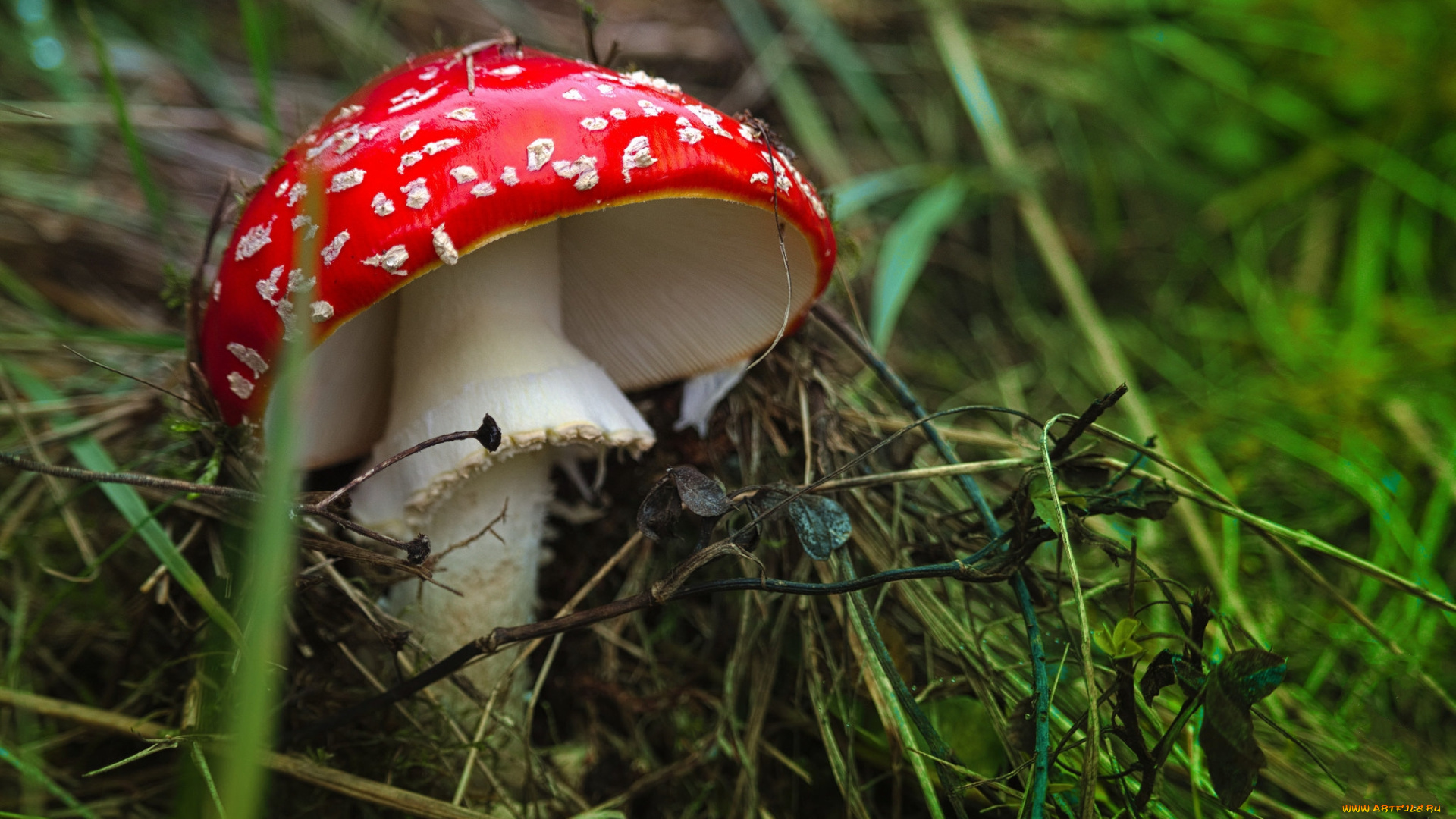 природа, грибы, , мухомор, шапка, красная