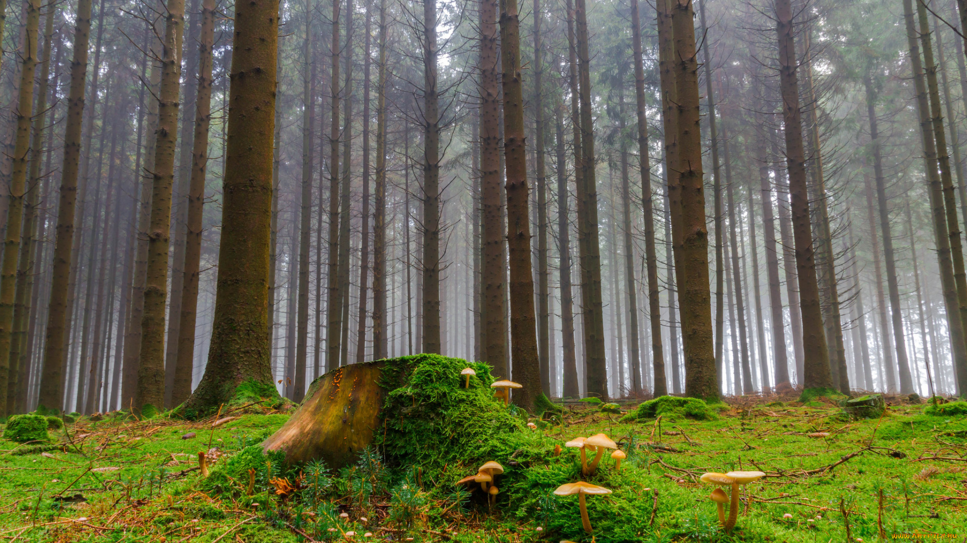 природа, лес, стволы, ельник