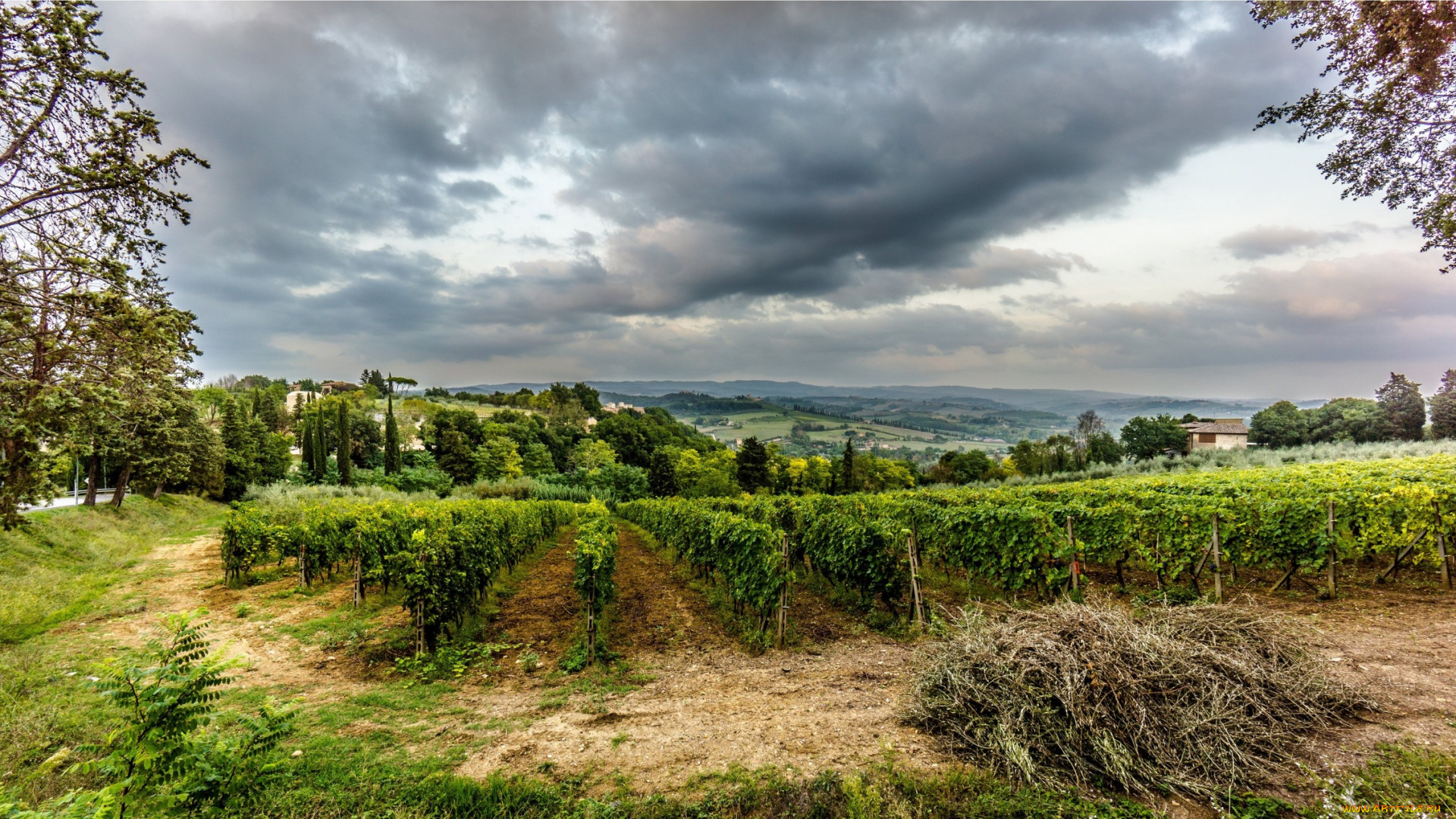 природа, поля, виноградник