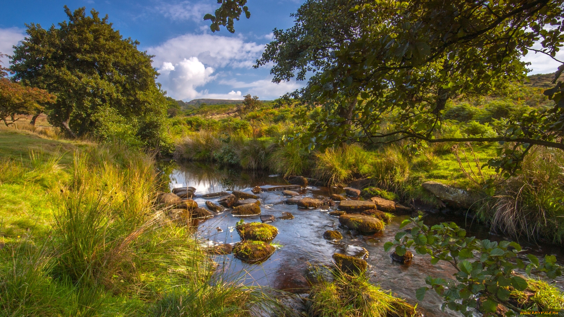 природа, реки, озера, река, лес