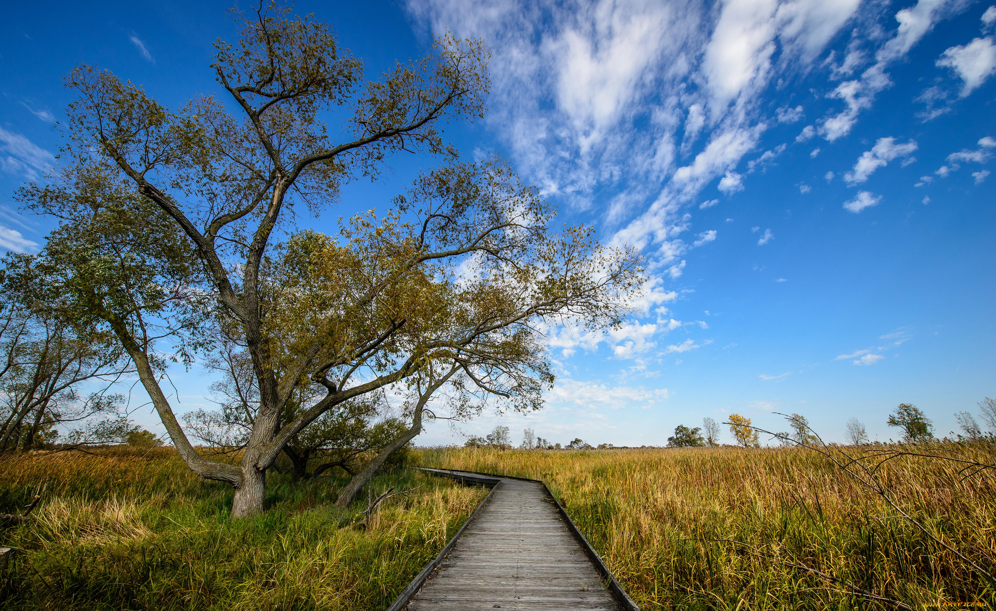 природа, дороги, настил, поле