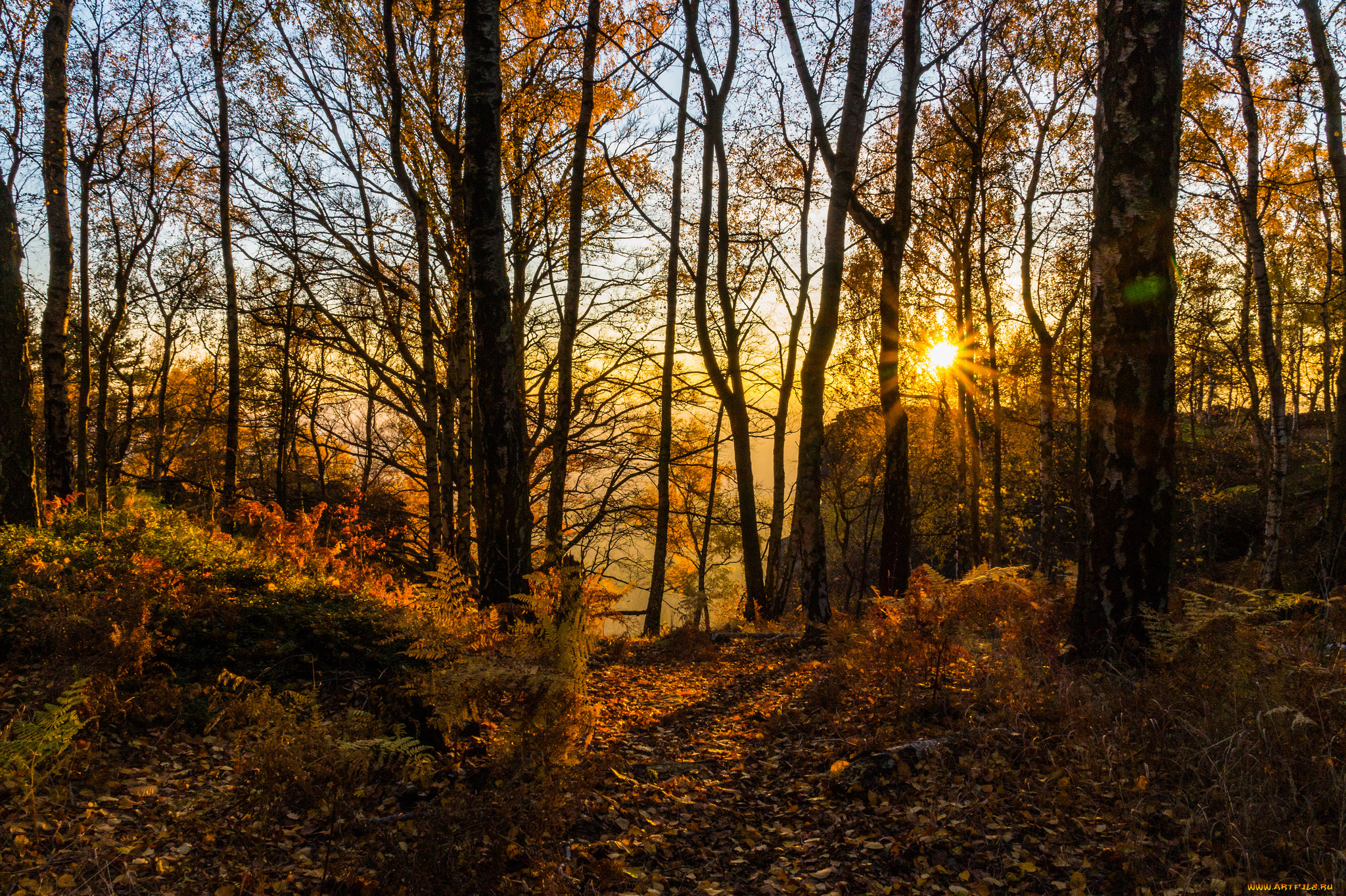 природа, лес, рассвет