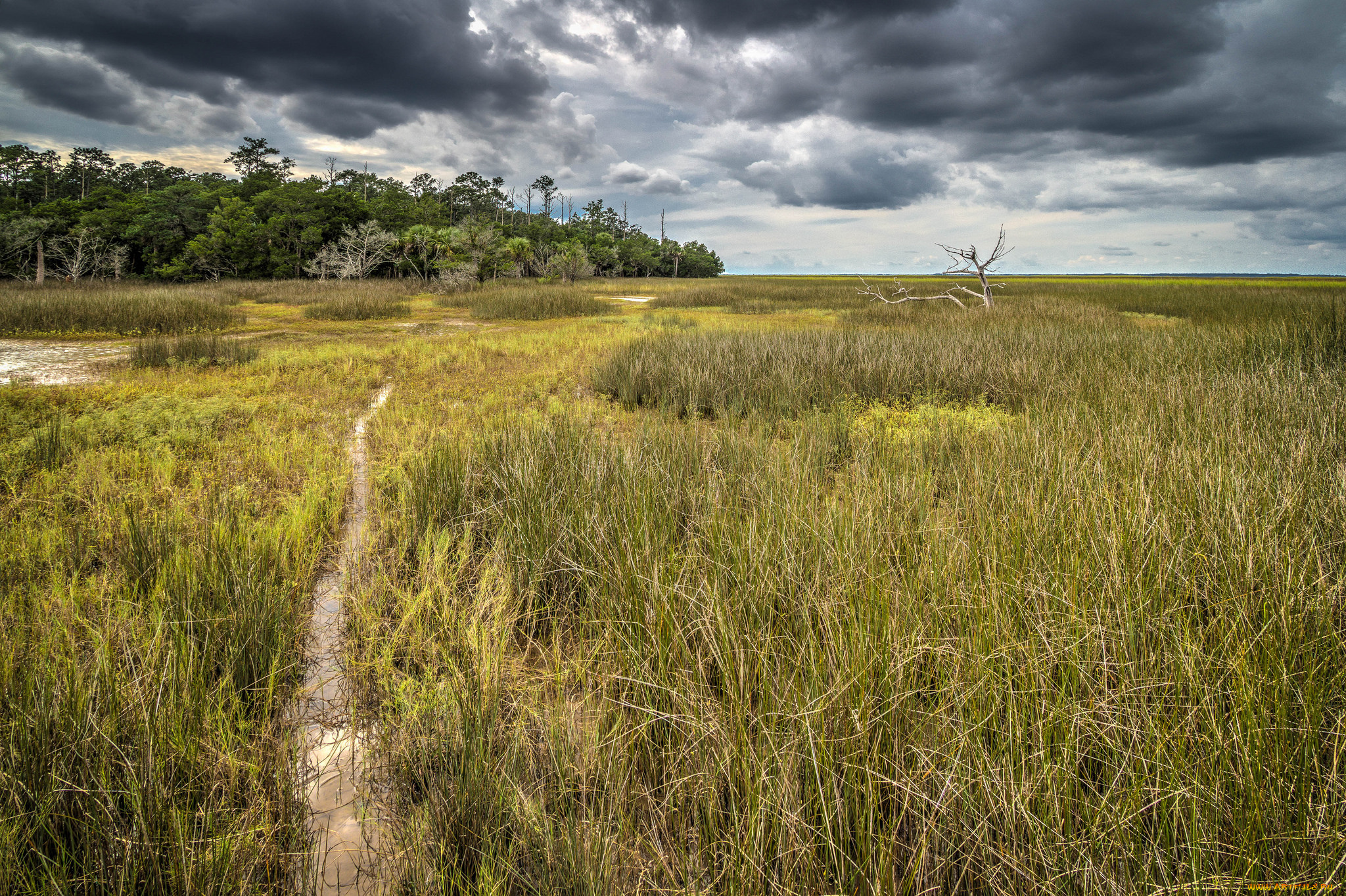 природа, пейзажи, вода, поле, лес