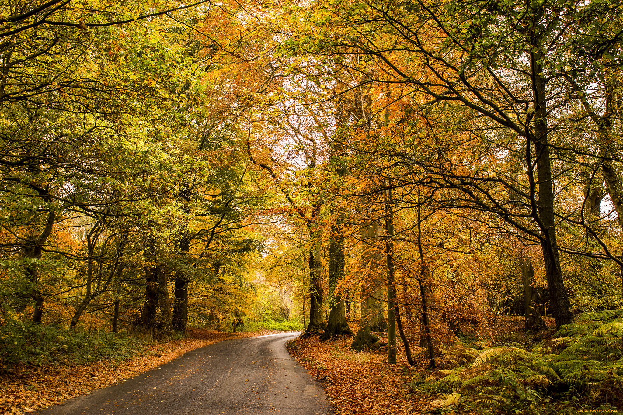 природа, дороги, дорога, лес