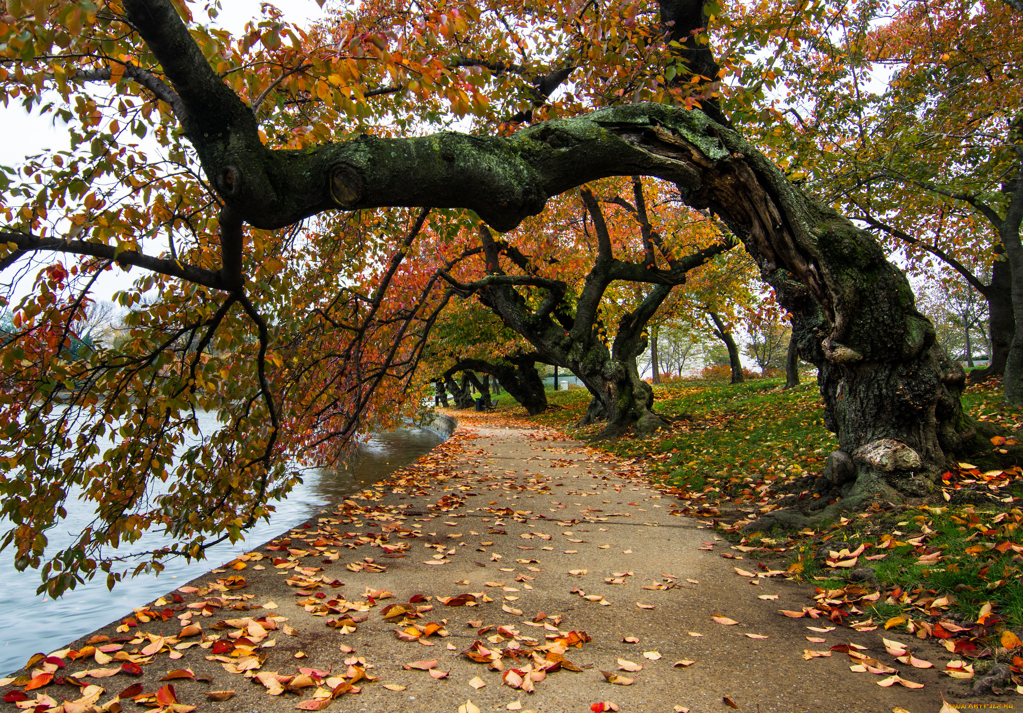 природа, дороги, река, лес