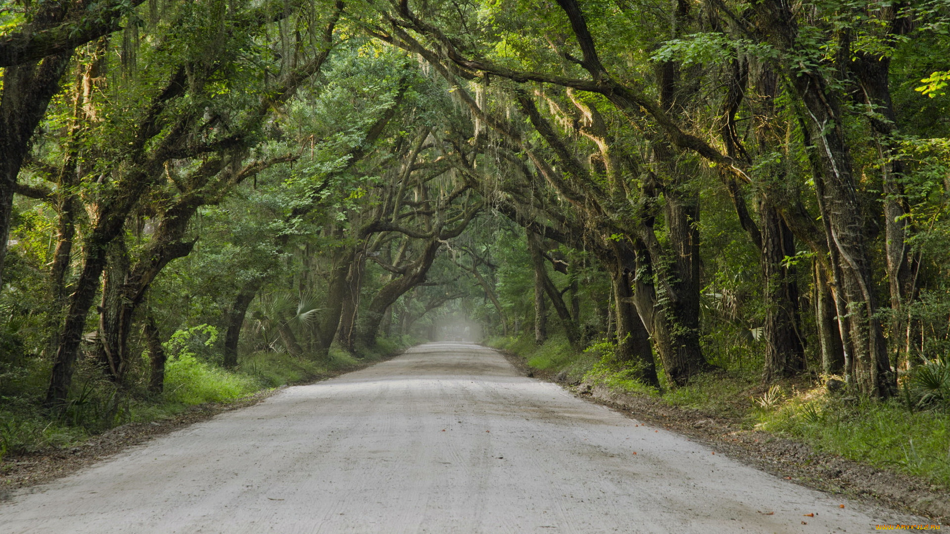 природа, дороги, лес, дорога