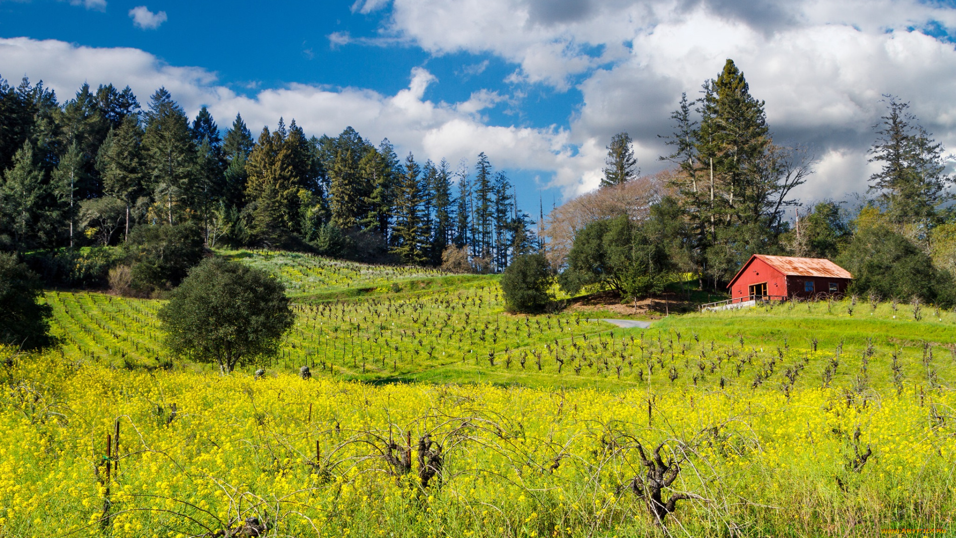 природа, пейзажи, поле, лес