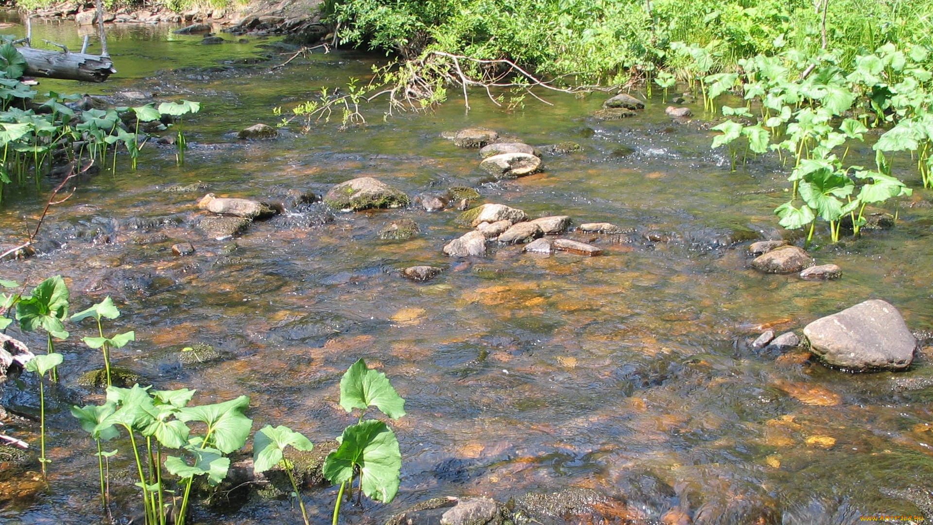 природа, реки, озера, камни, река