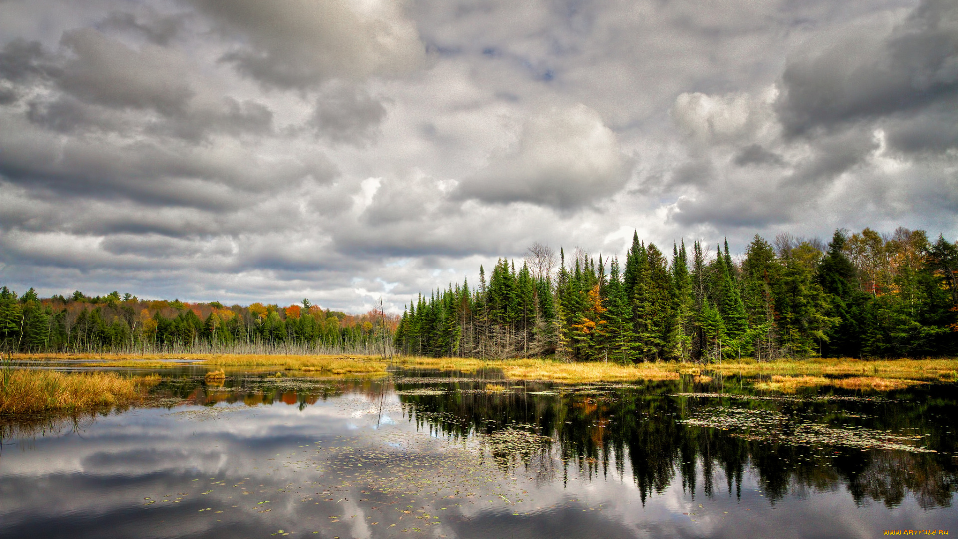 природа, реки, озера, лес, река