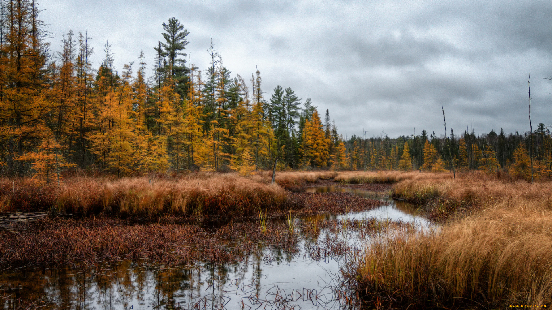 природа, реки, озера, лес, река