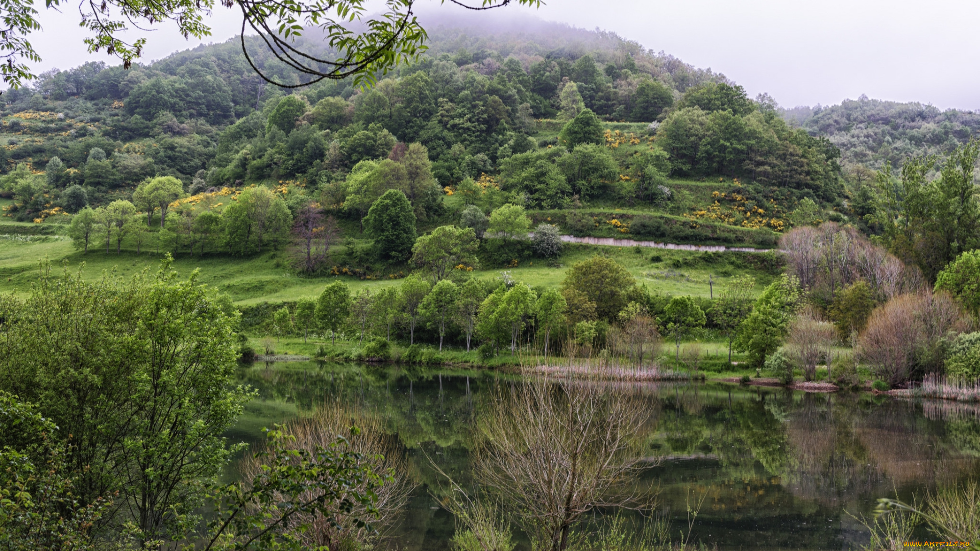 природа, реки, озера, лес, река