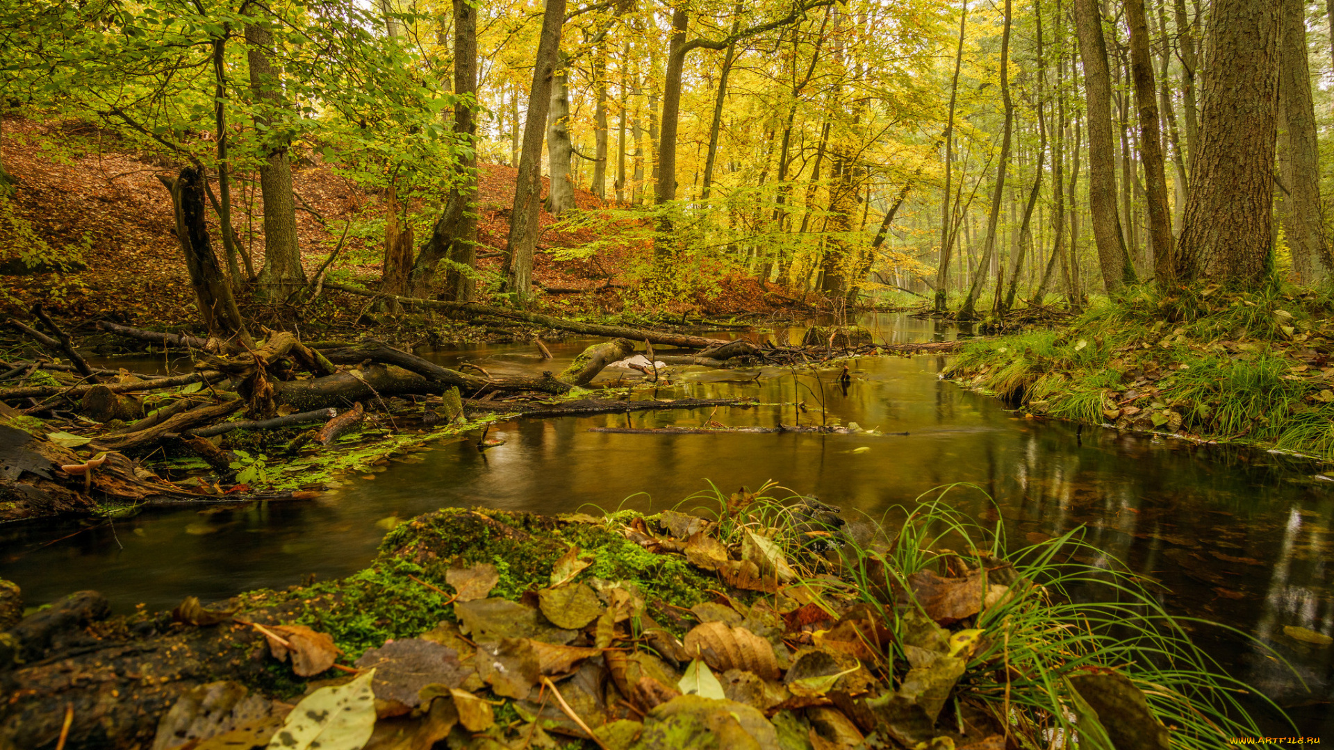 природа, реки, озера, лес, река