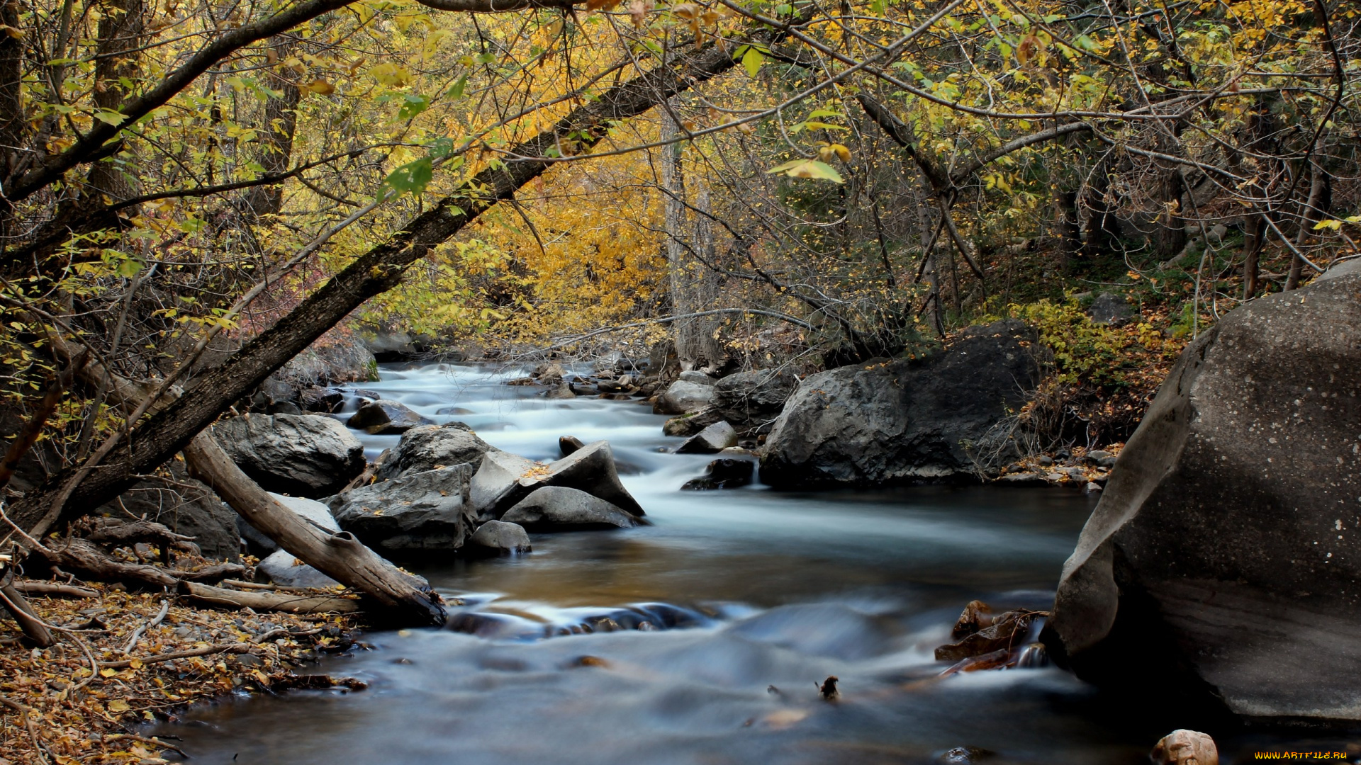 природа, реки, озера, река, лес