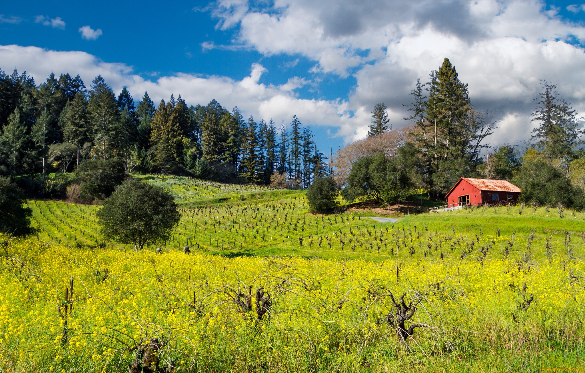 природа, пейзажи, поле, лес