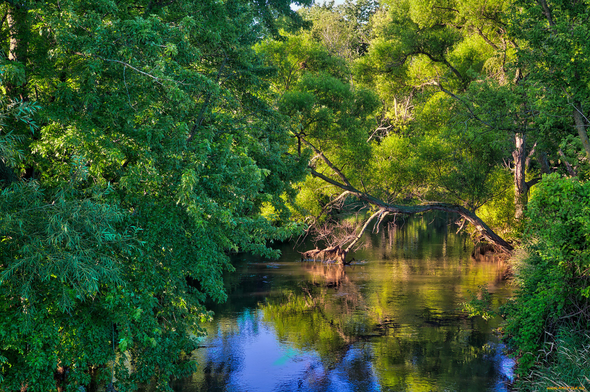 природа, реки, озера, лес, река