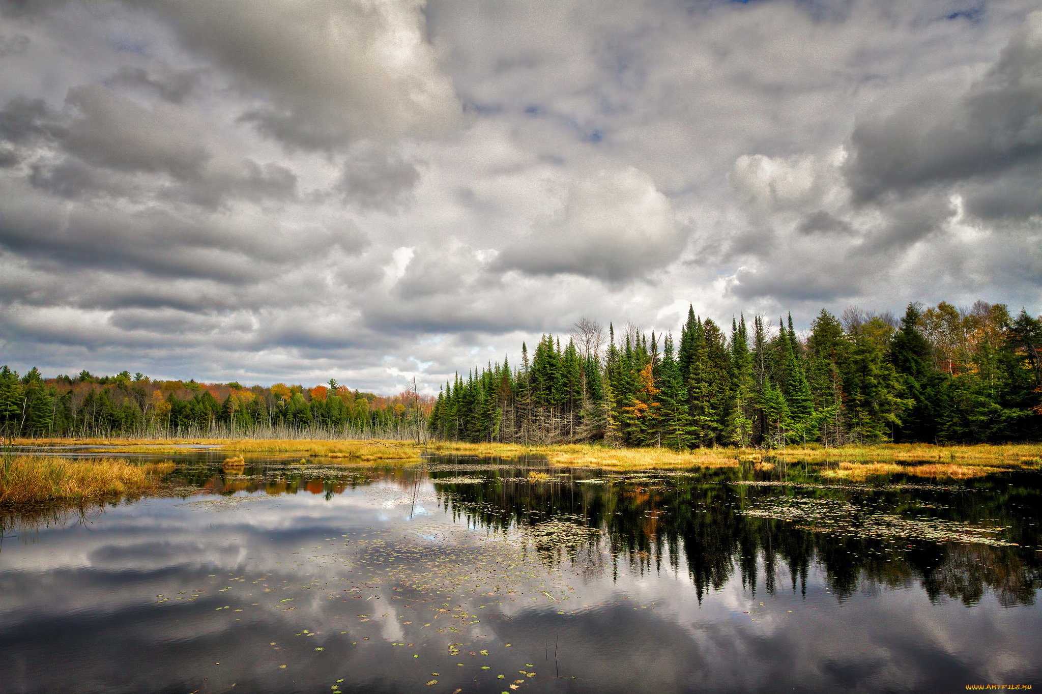 природа, реки, озера, лес, река