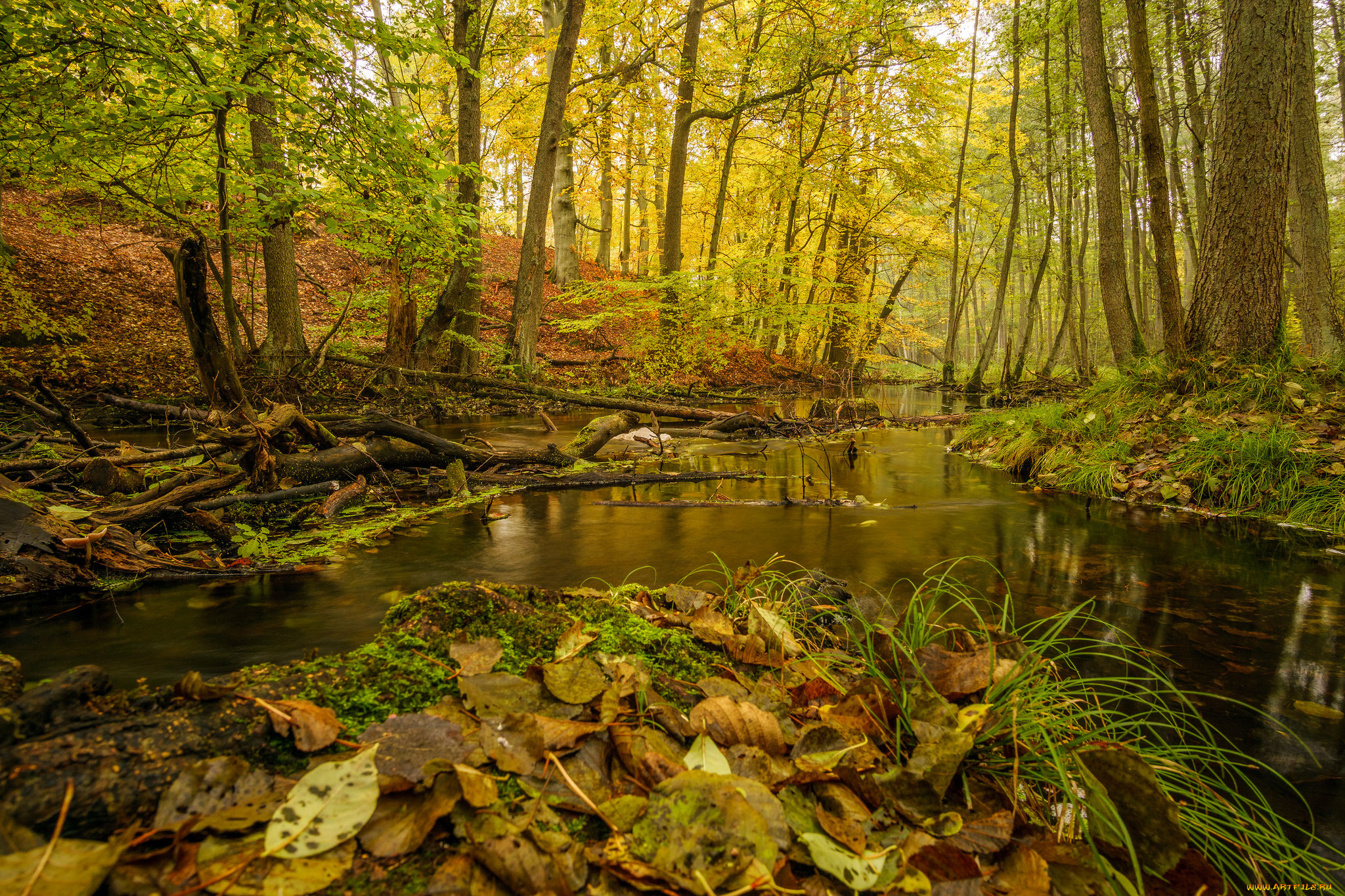 природа, реки, озера, лес, река