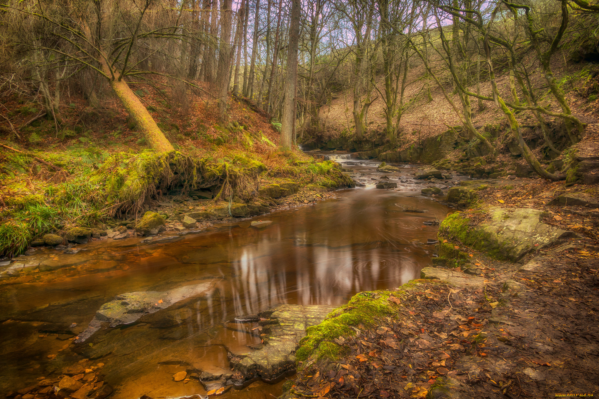 природа, реки, озера, лес, река