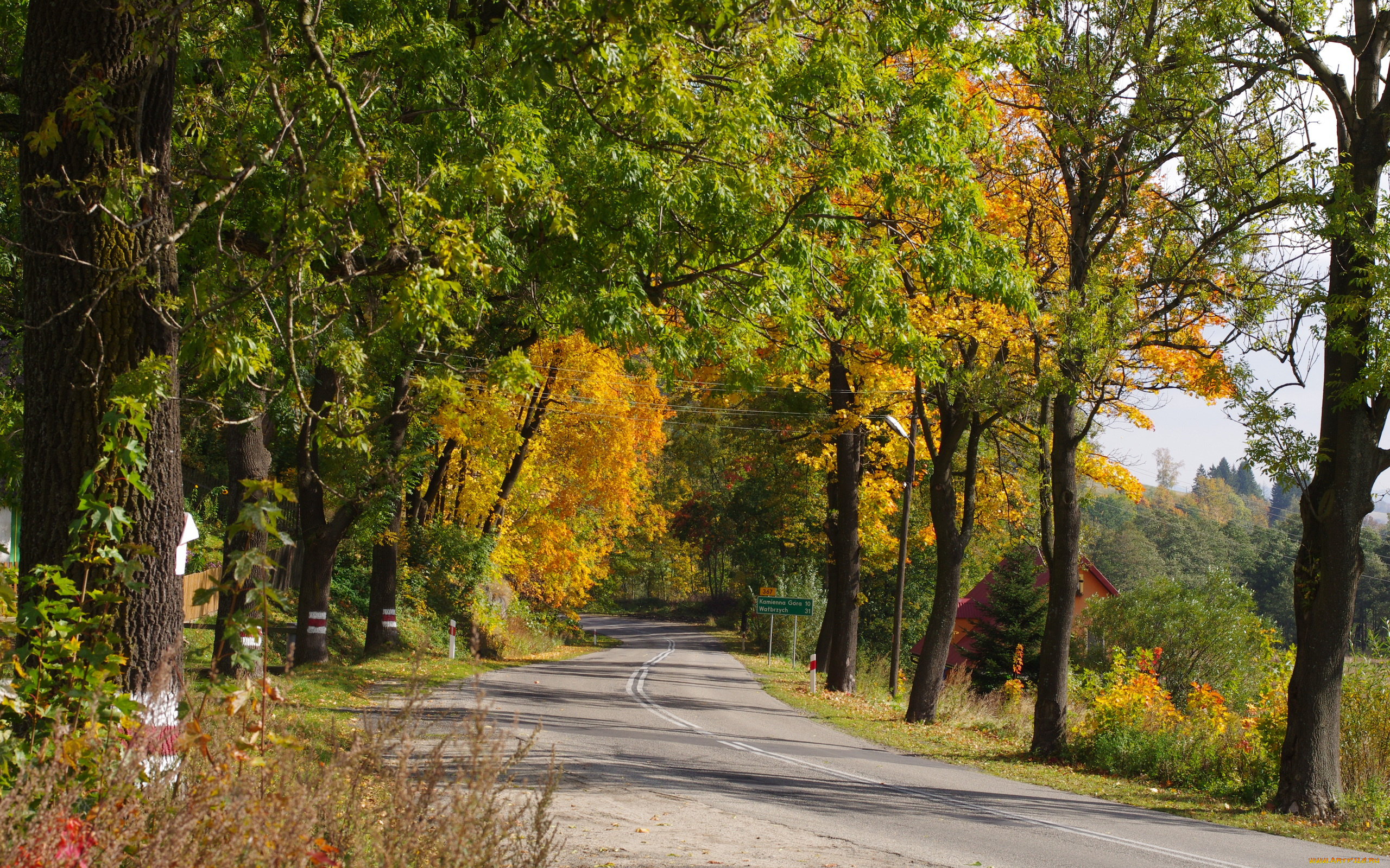 природа, дороги, лес, дорога