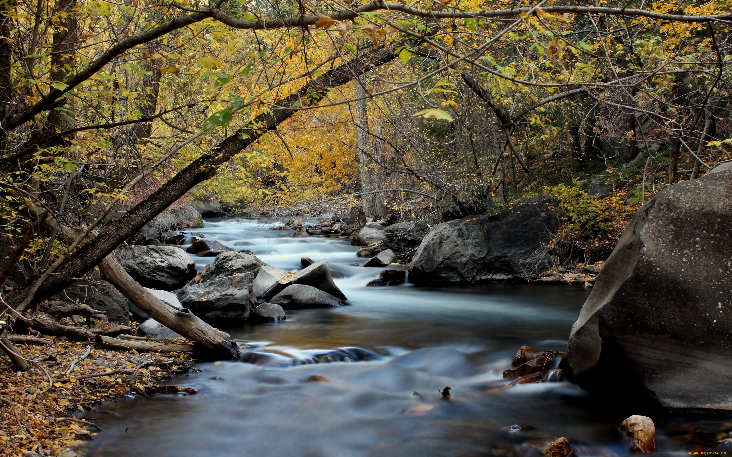 природа, реки, озера, река, лес