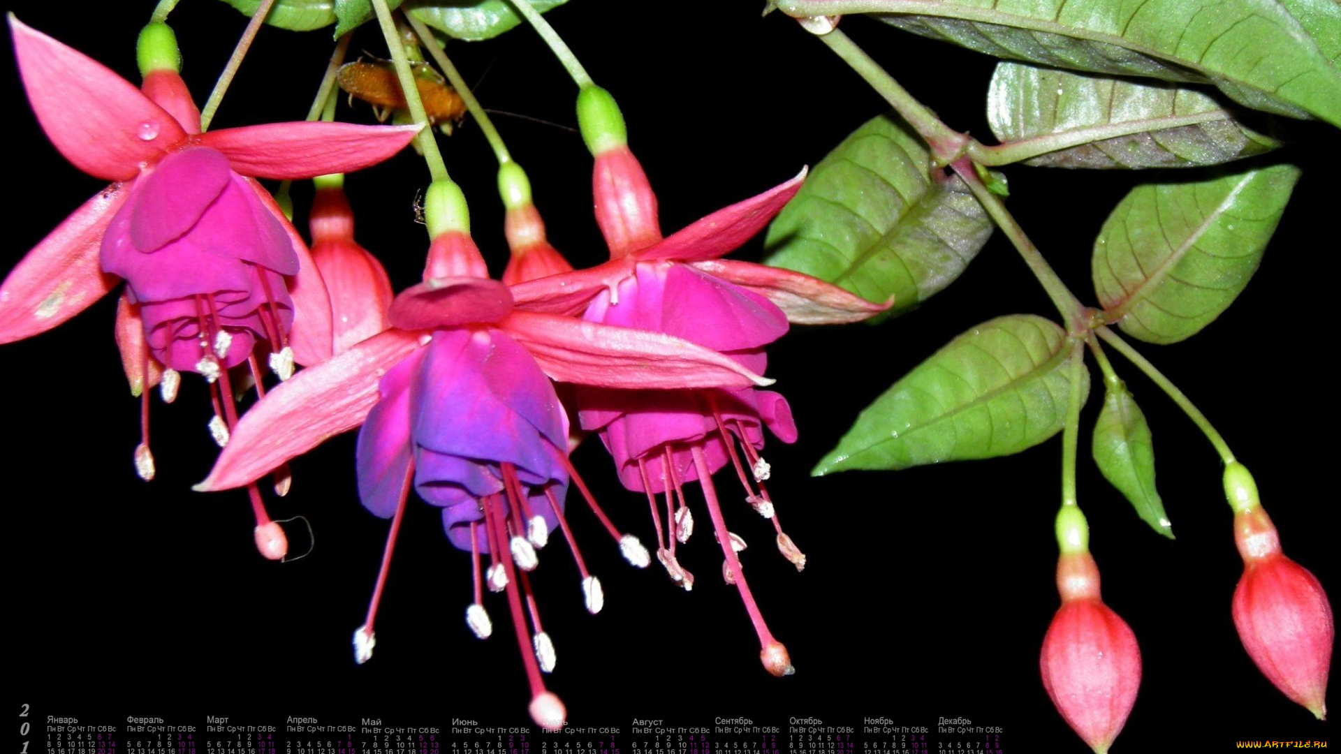 календари, цветы, фуксия, 2018