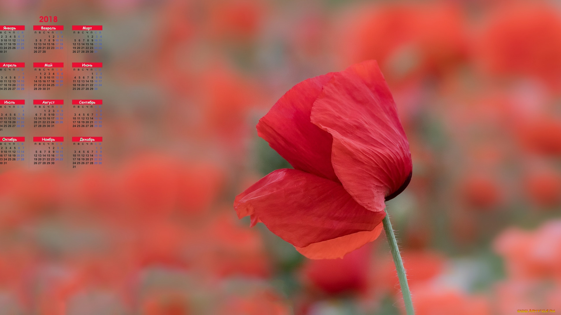 календари, цветы, лепестки, мак, 2018