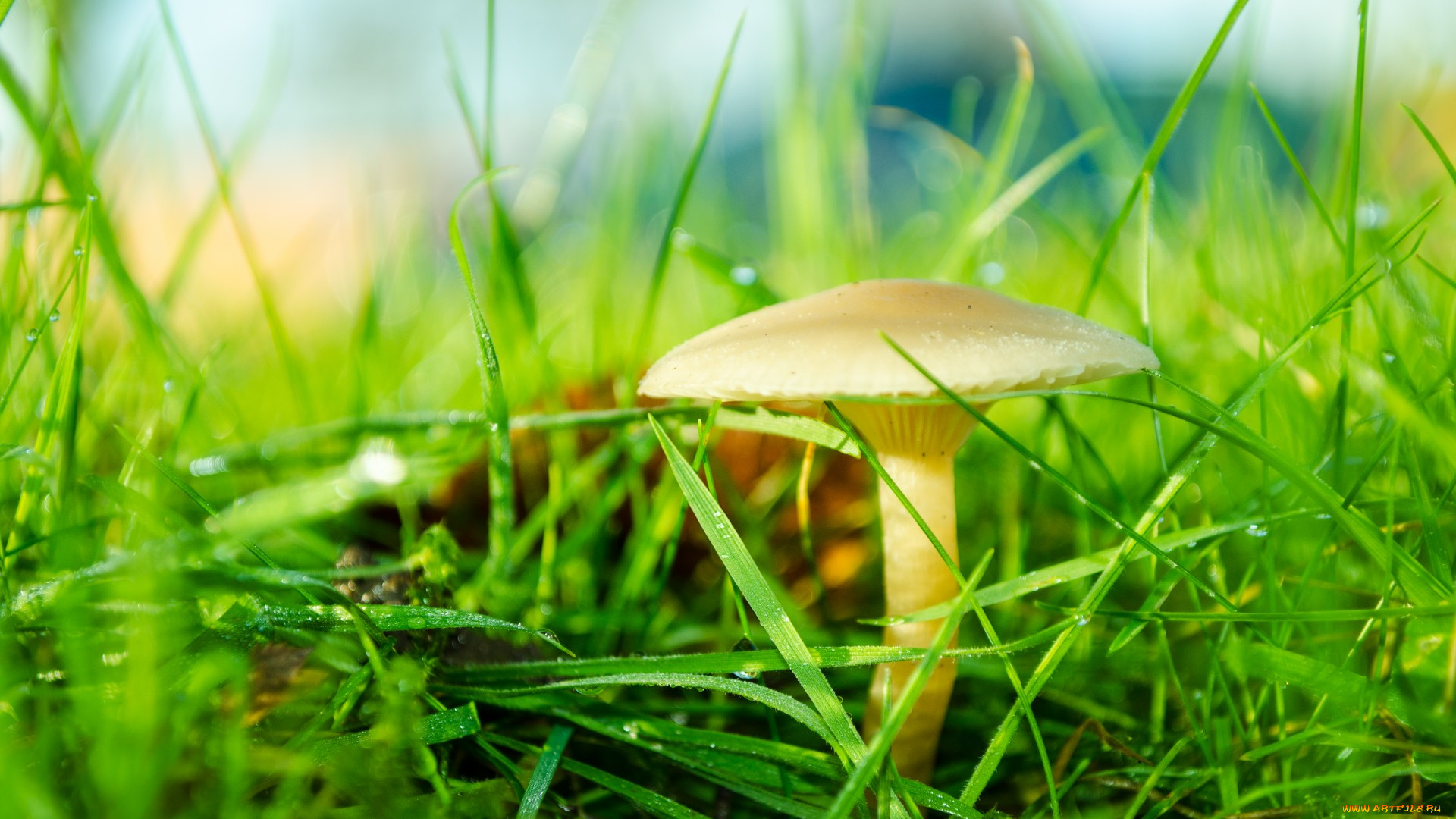 природа, грибы, боке, трава, гриб