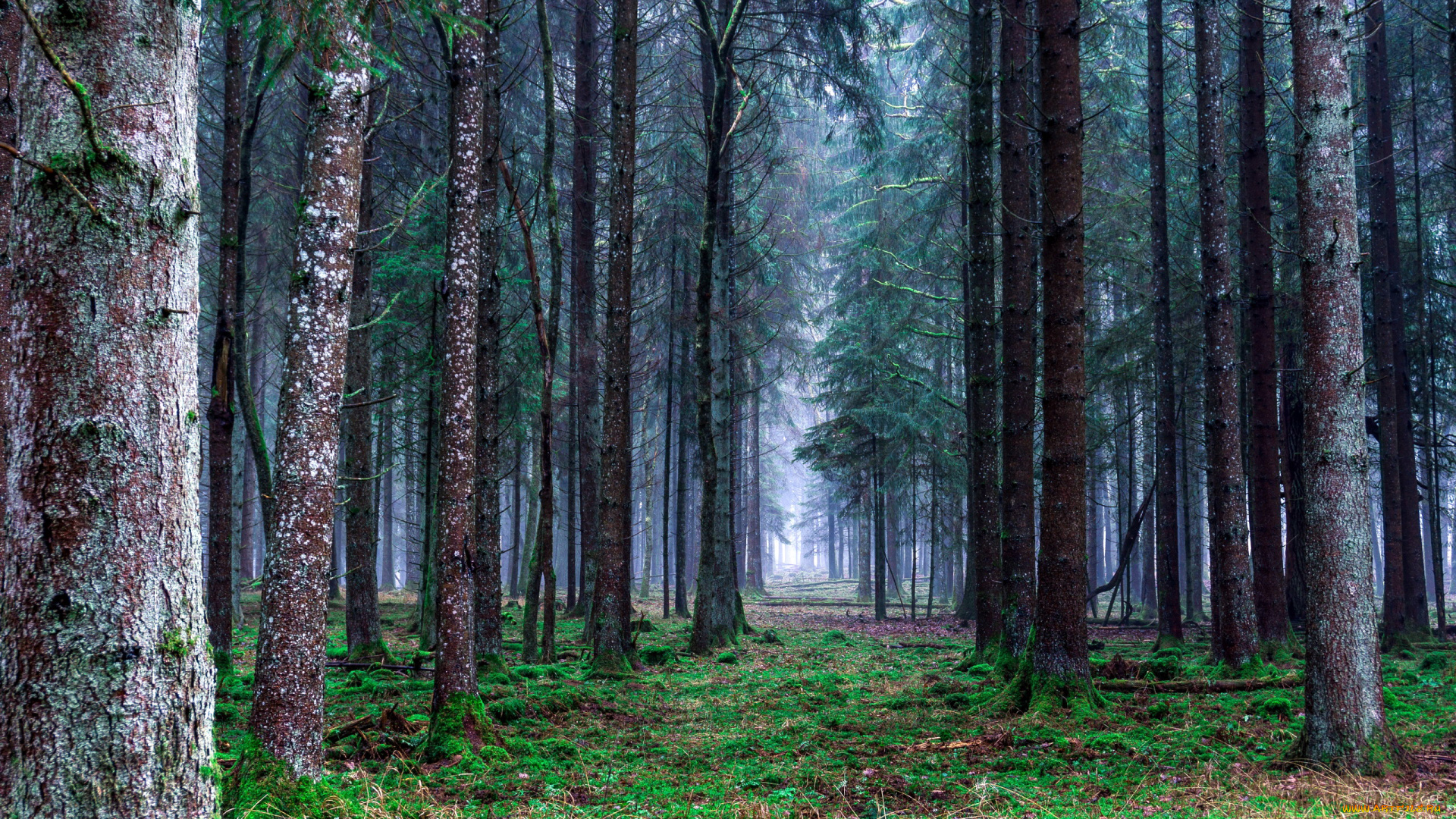 природа, лес, сосны