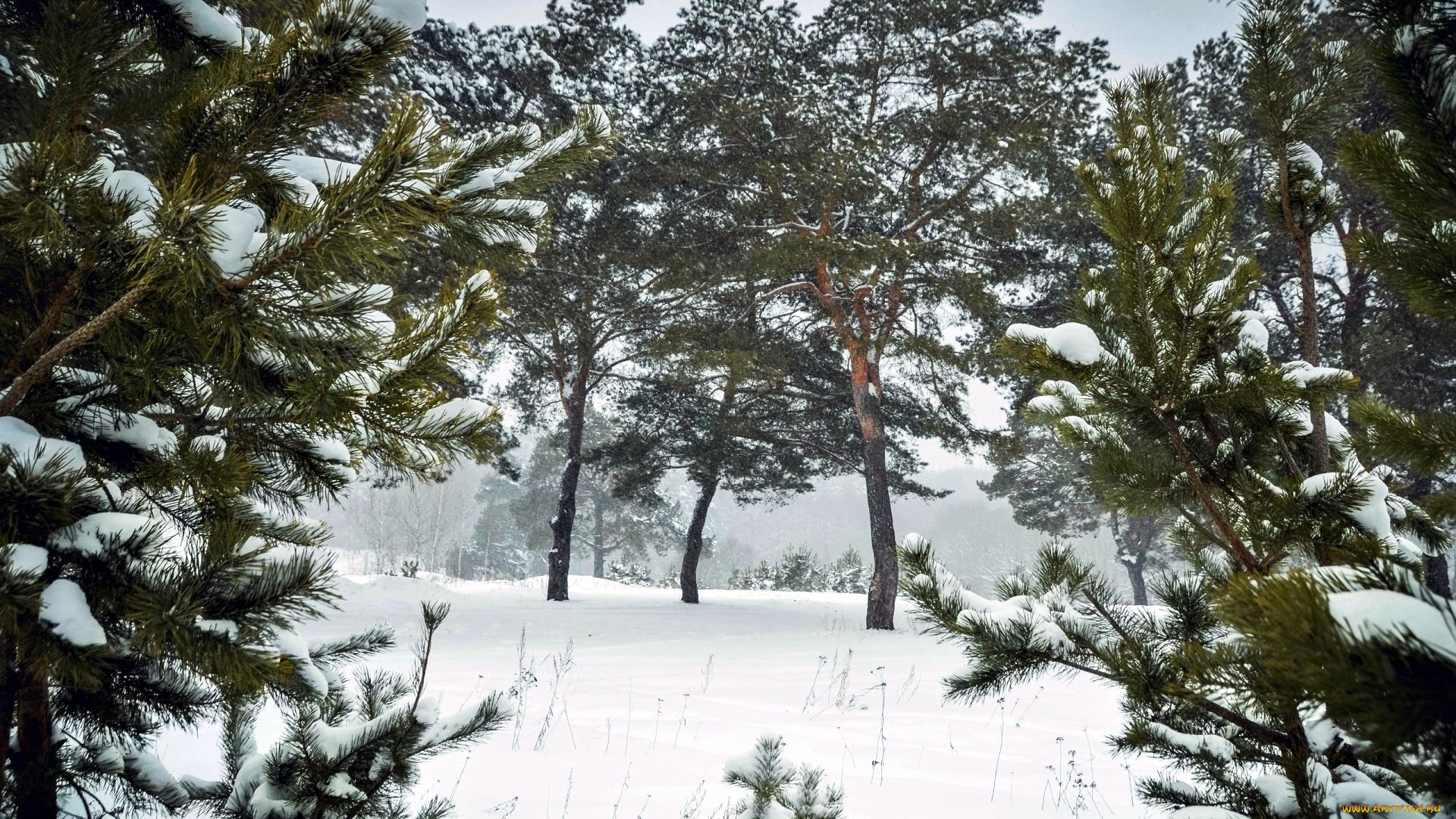 природа, зима, снег, елки