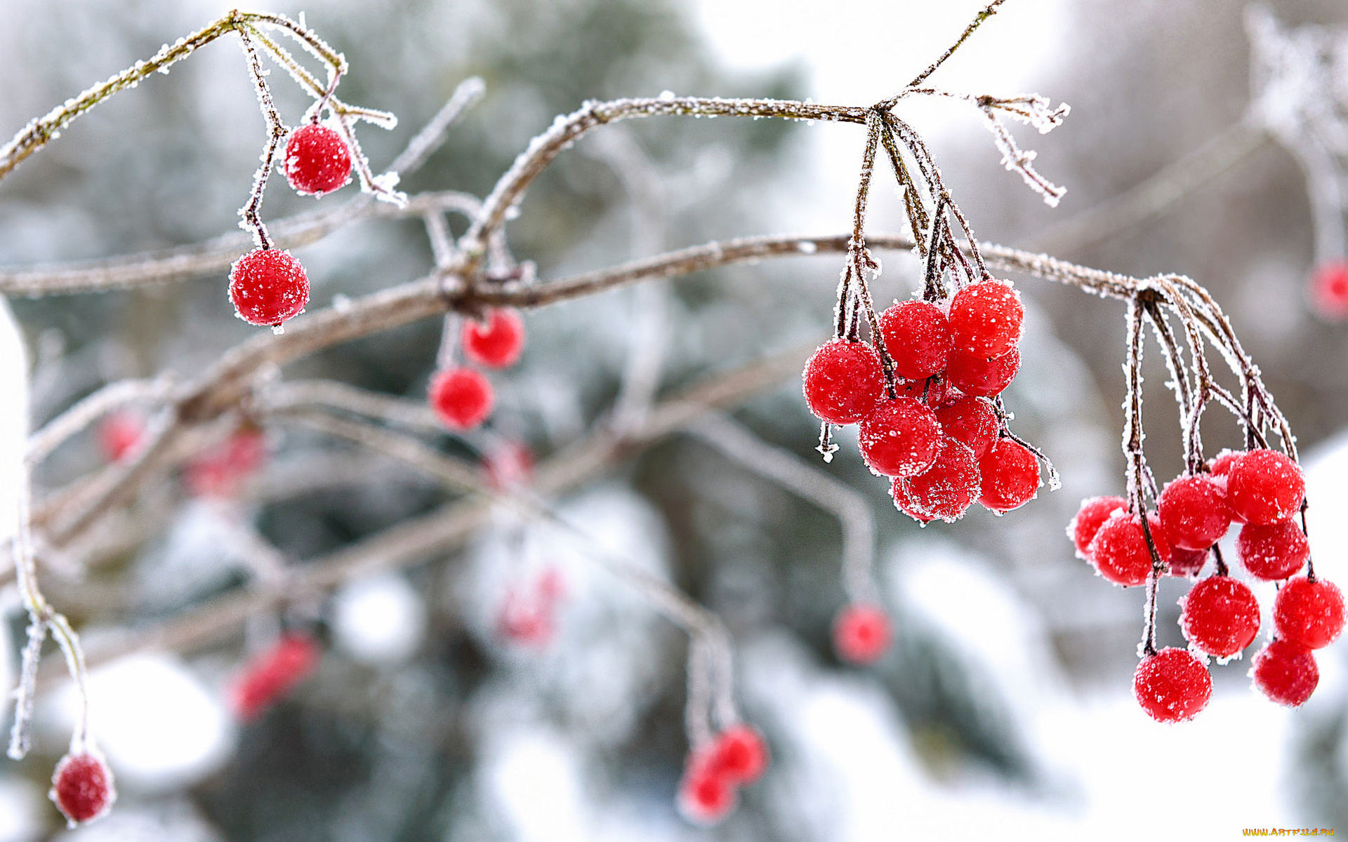 природа, Ягоды, , калина, ягоды