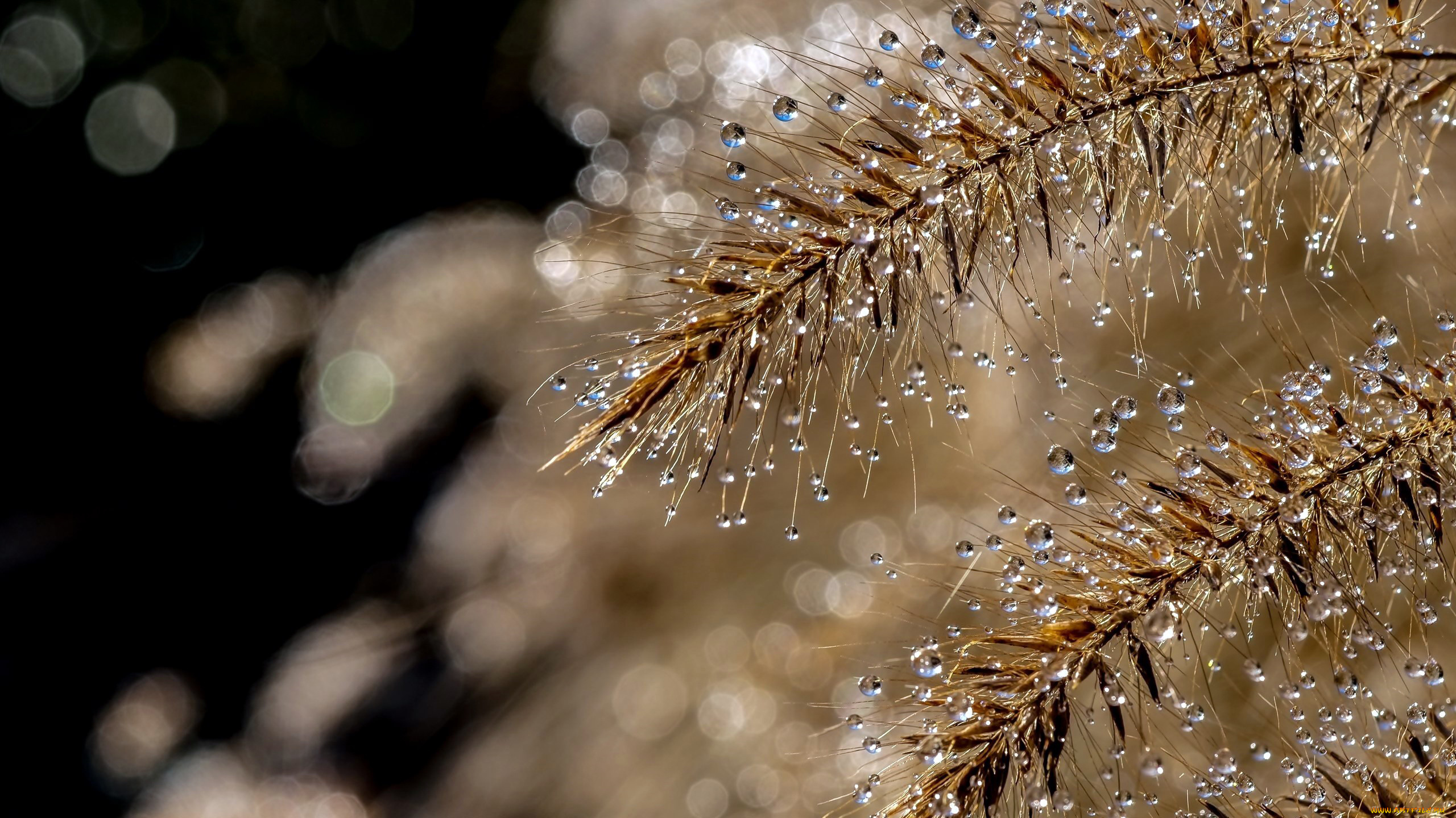 природа, макро, капли