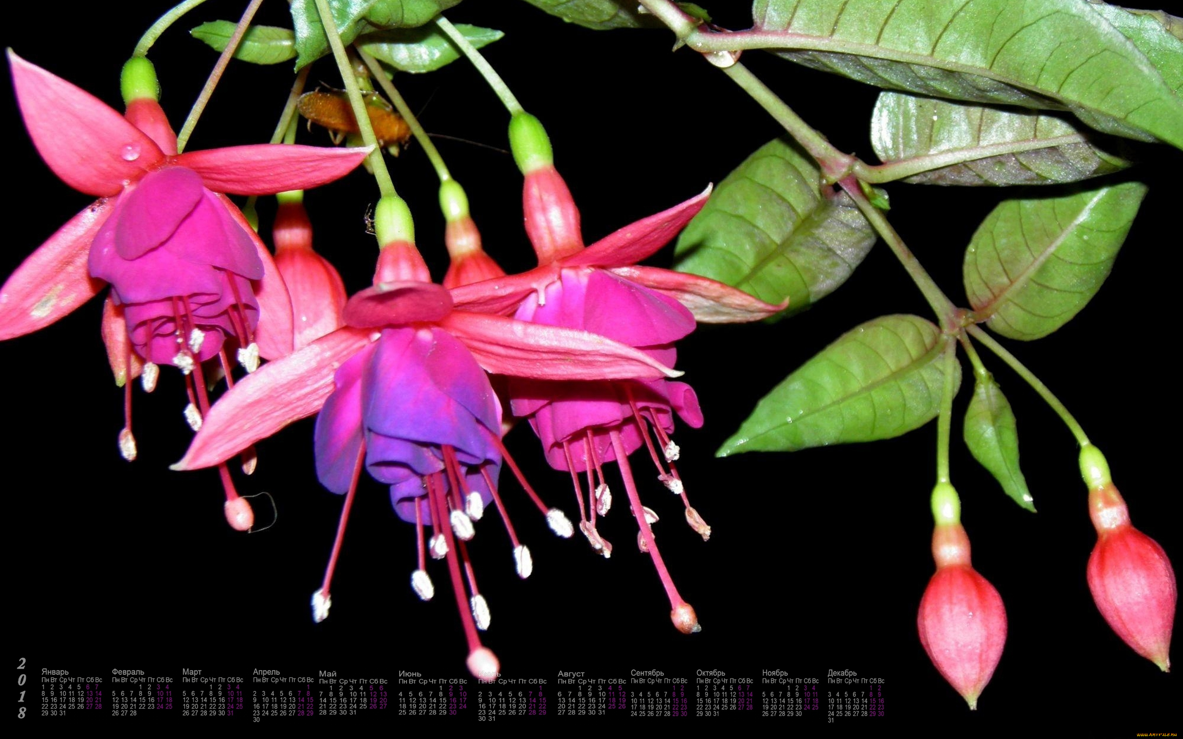 календари, цветы, фуксия, 2018